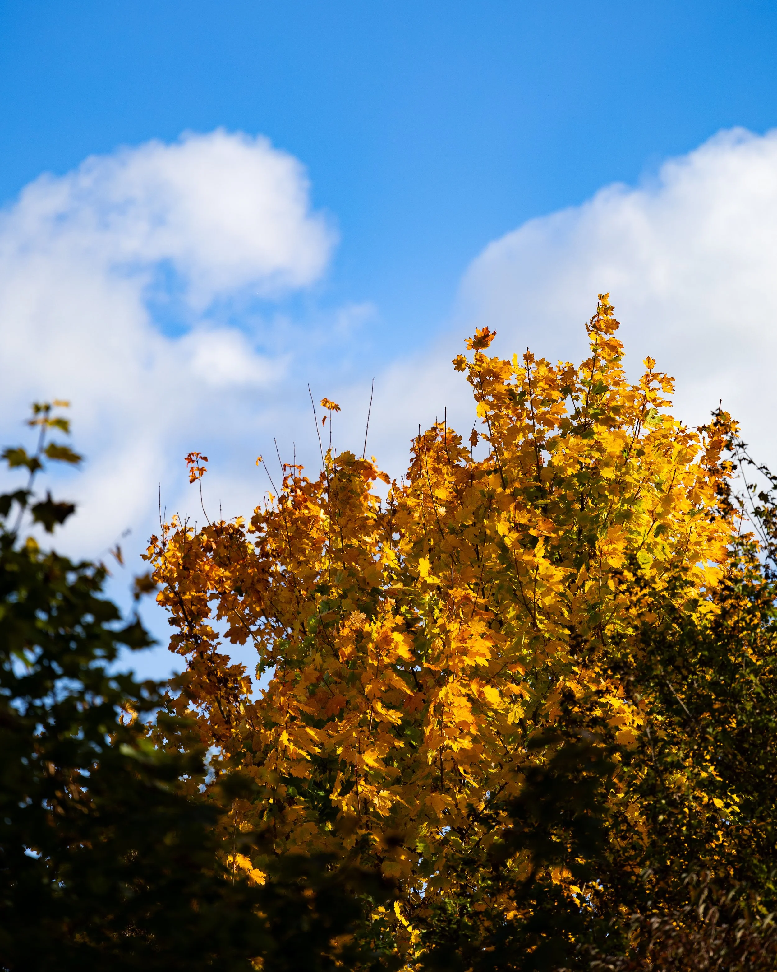 No. 319 - Autumn Leaves