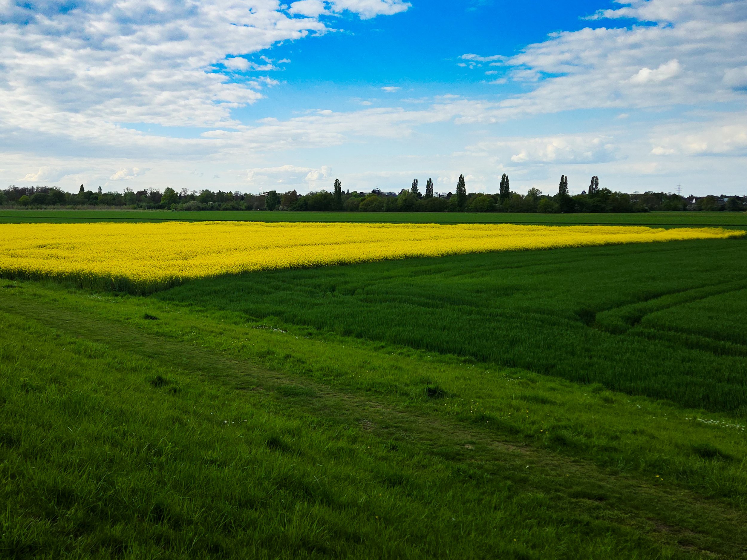 No. 140 - Green and Yellow