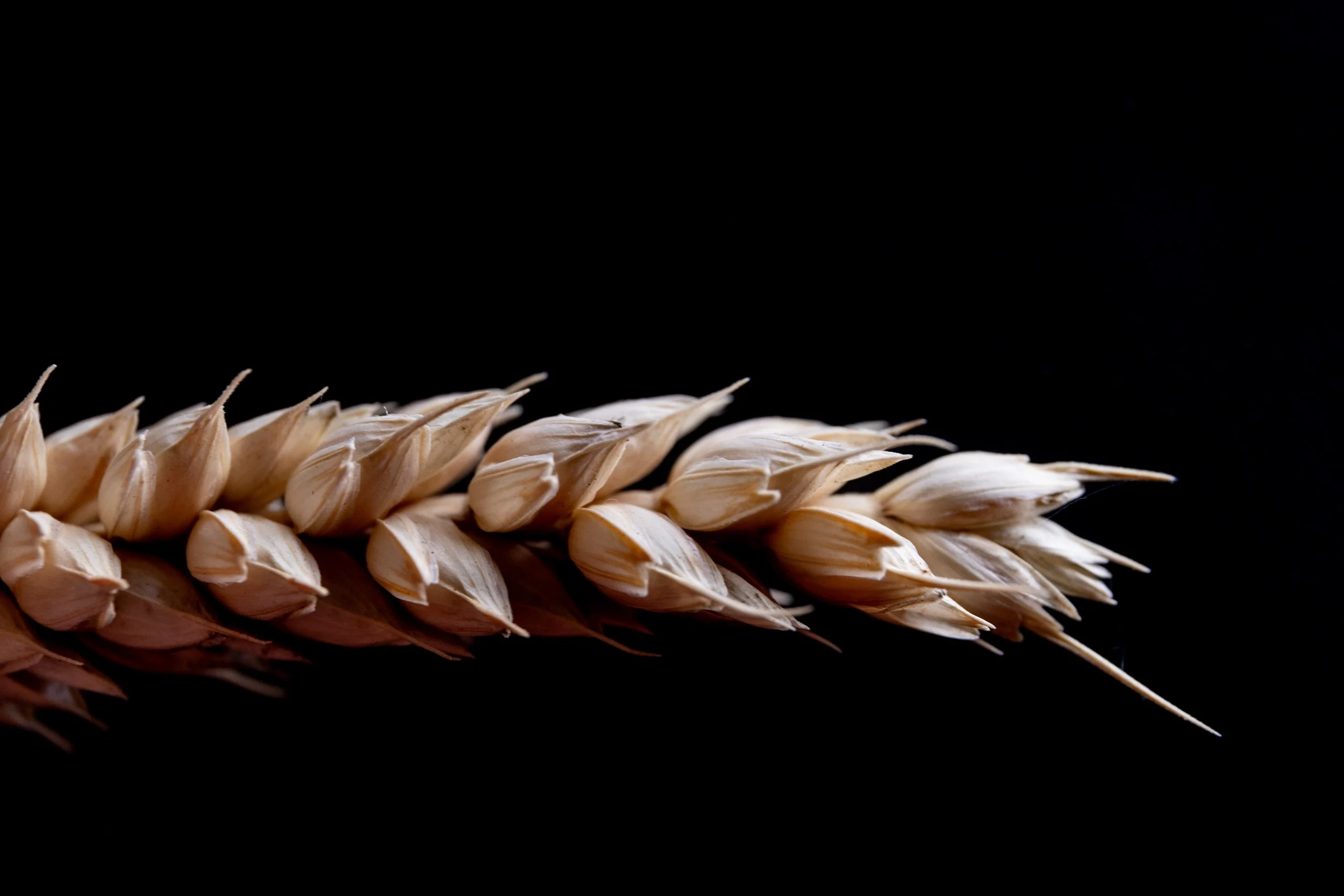 No. 208 - Grain