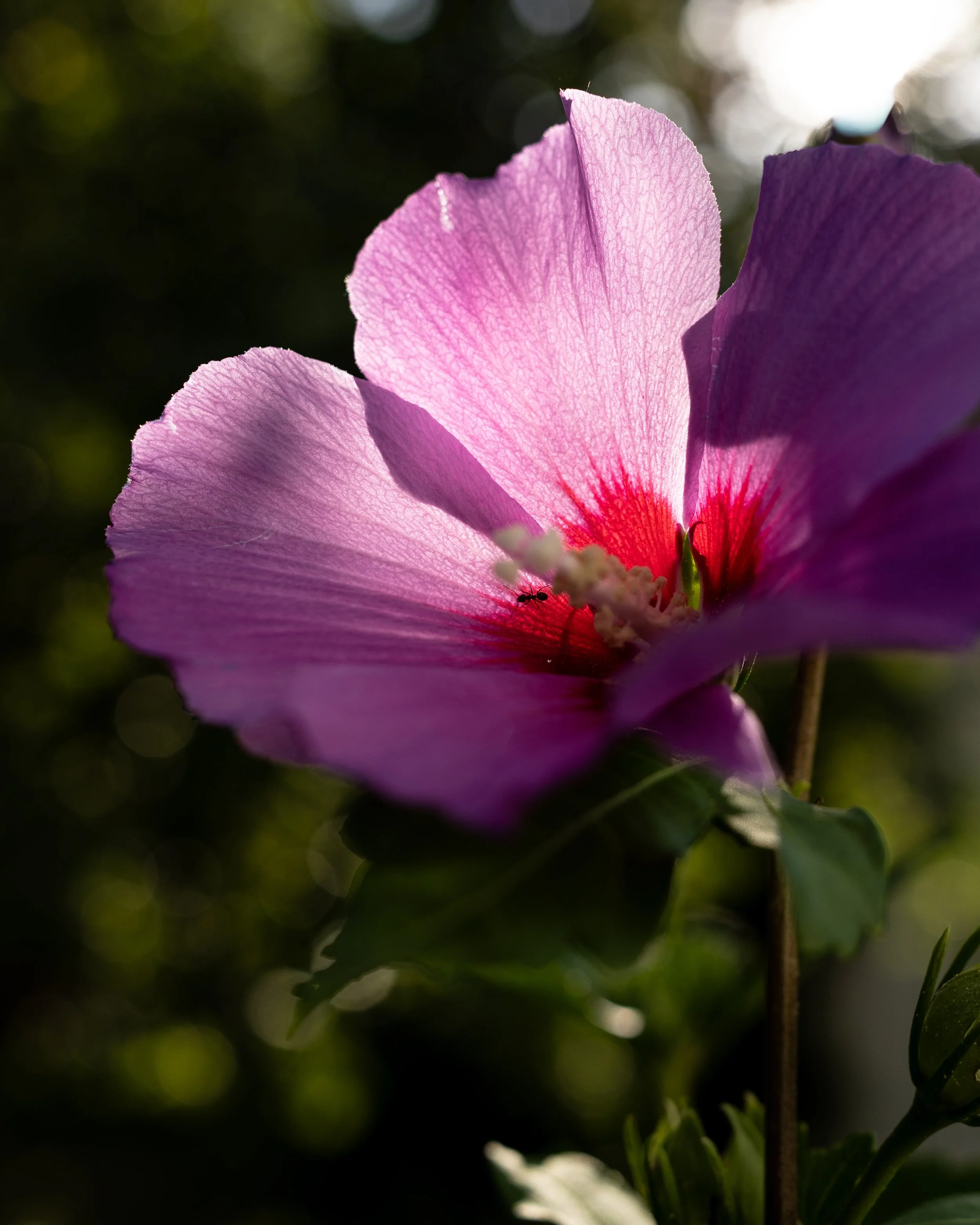 No. 216 - Backlit
