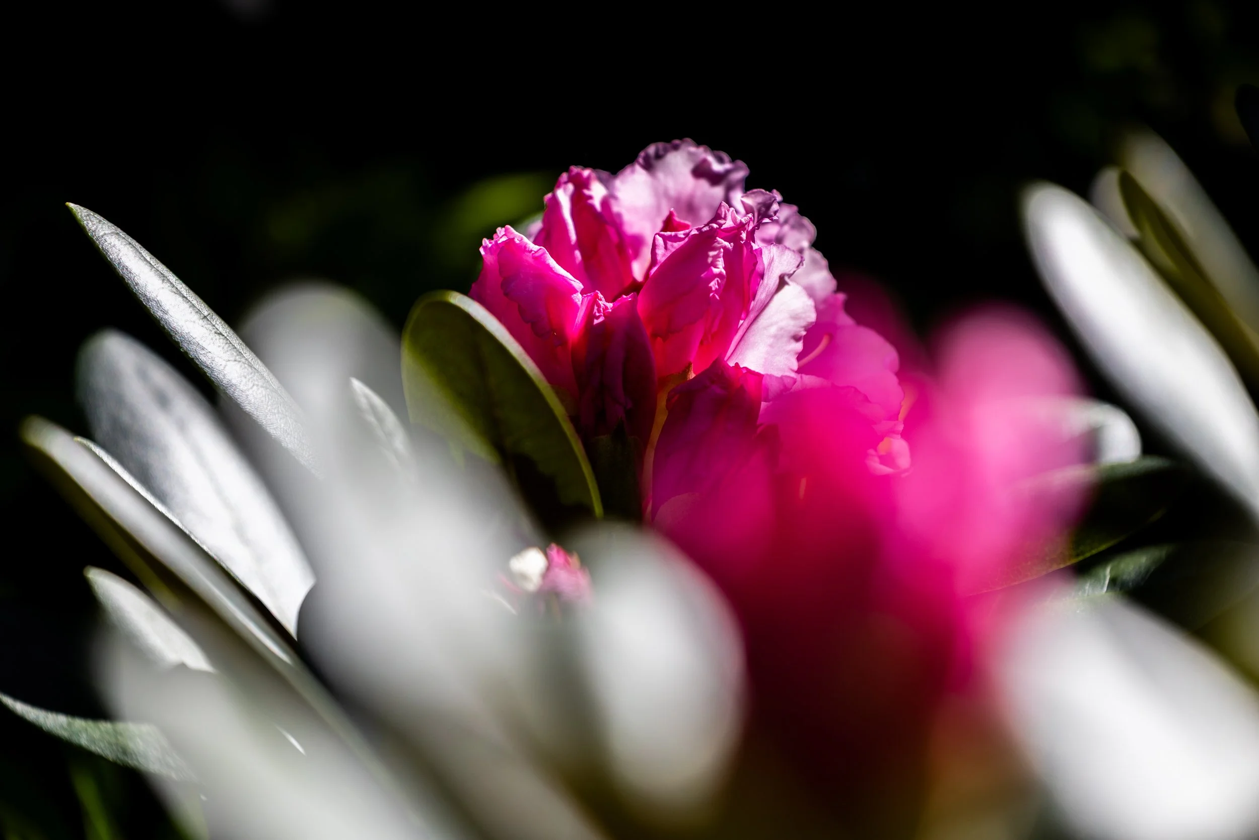 No. 150 - Rhododendron