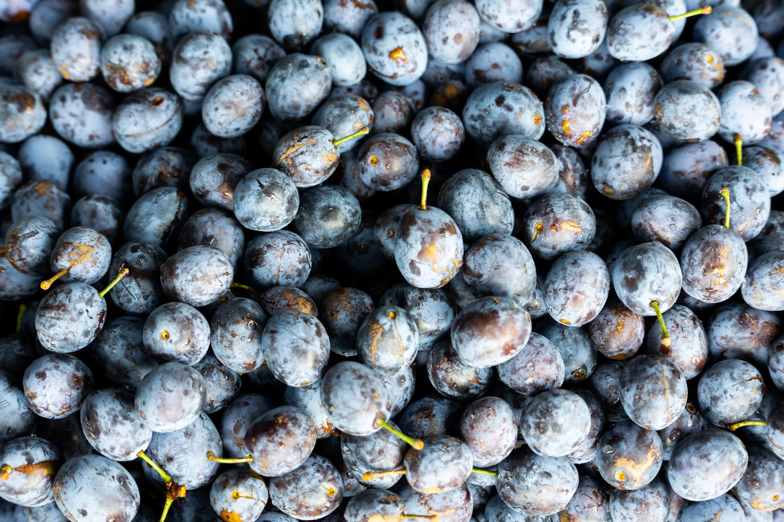 No. 270 - Harvest