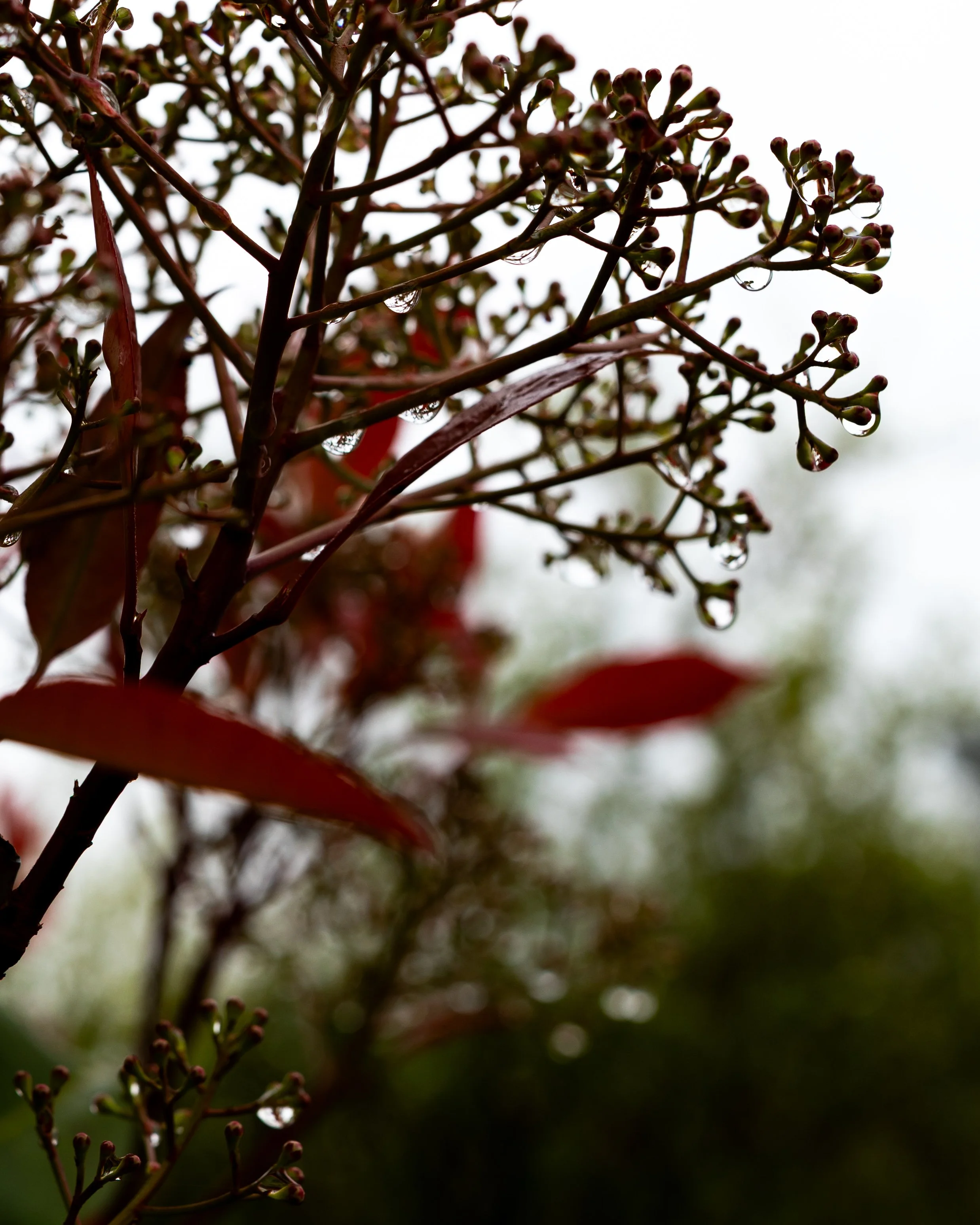 No. 132 - Morning After The Rain