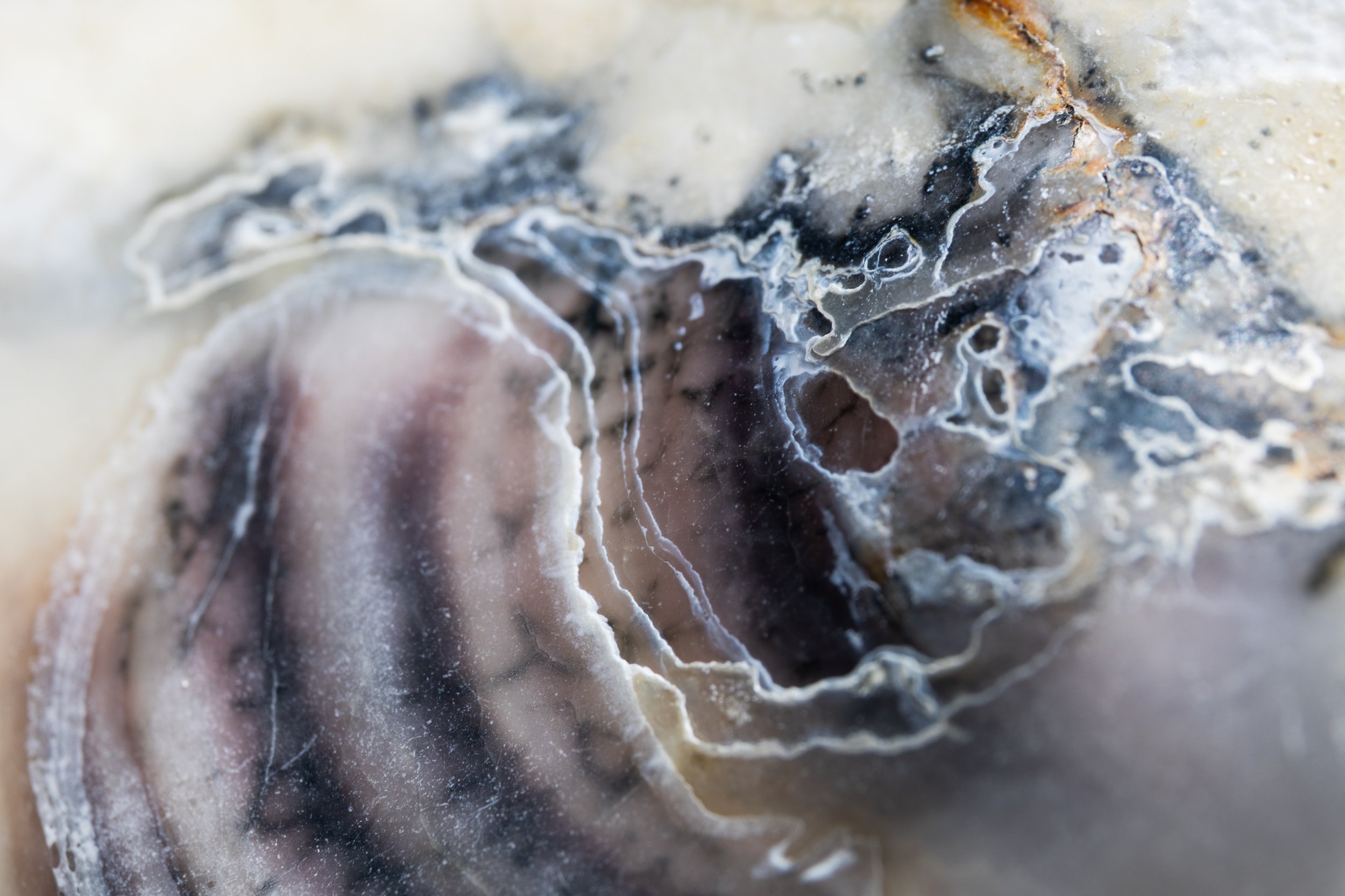 No. 244 - Pacific Oyster
