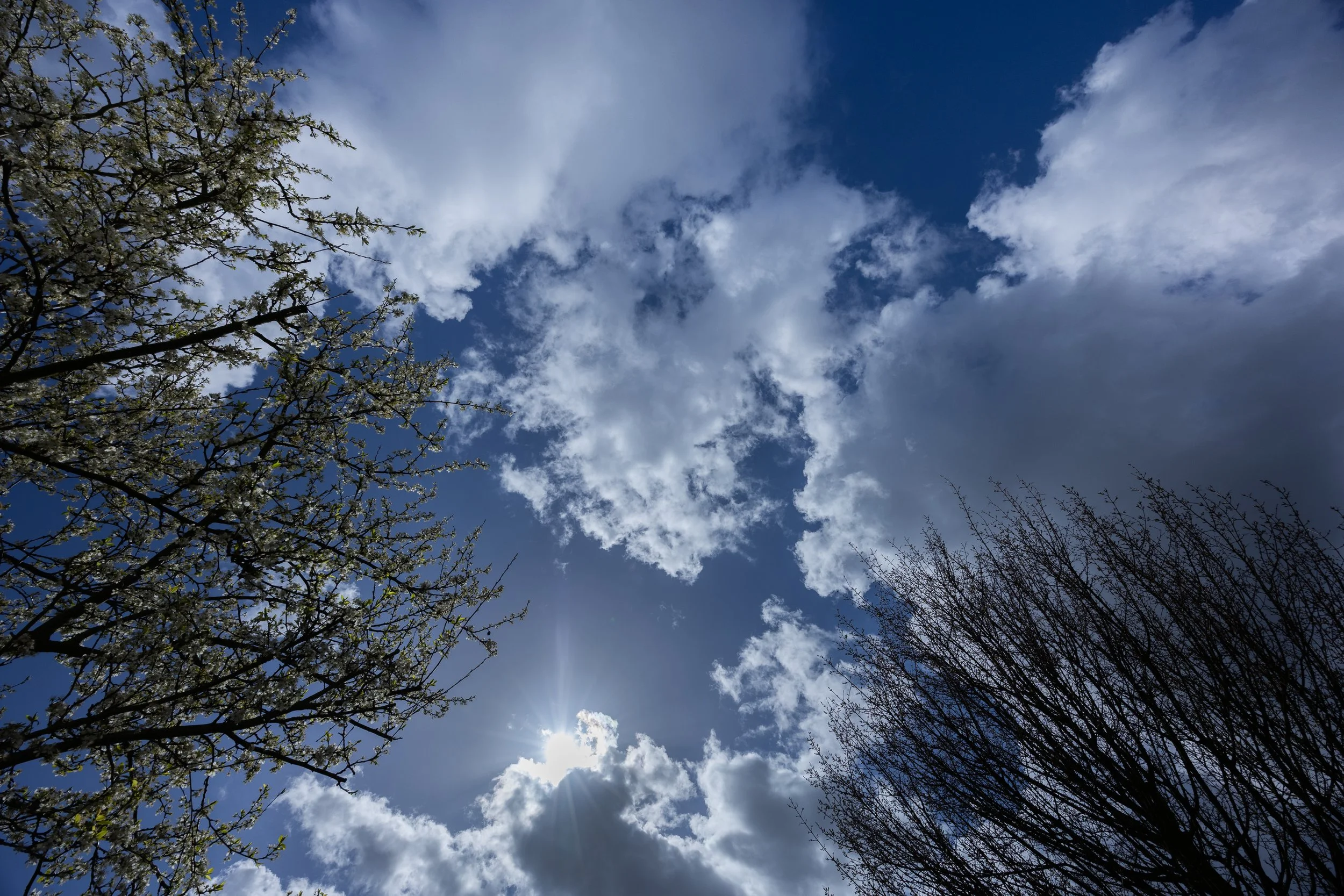 No. 119 - Straight Up