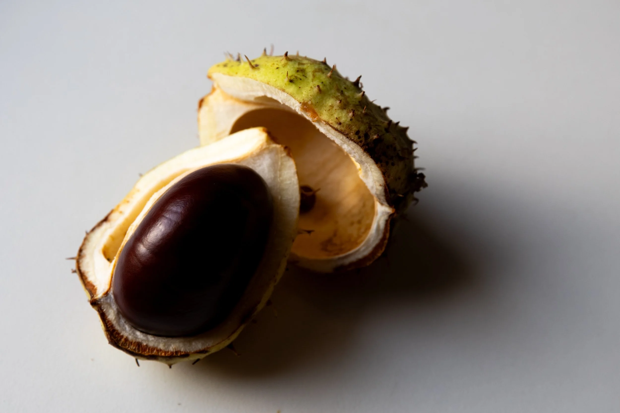 No. 301 - Chestnut