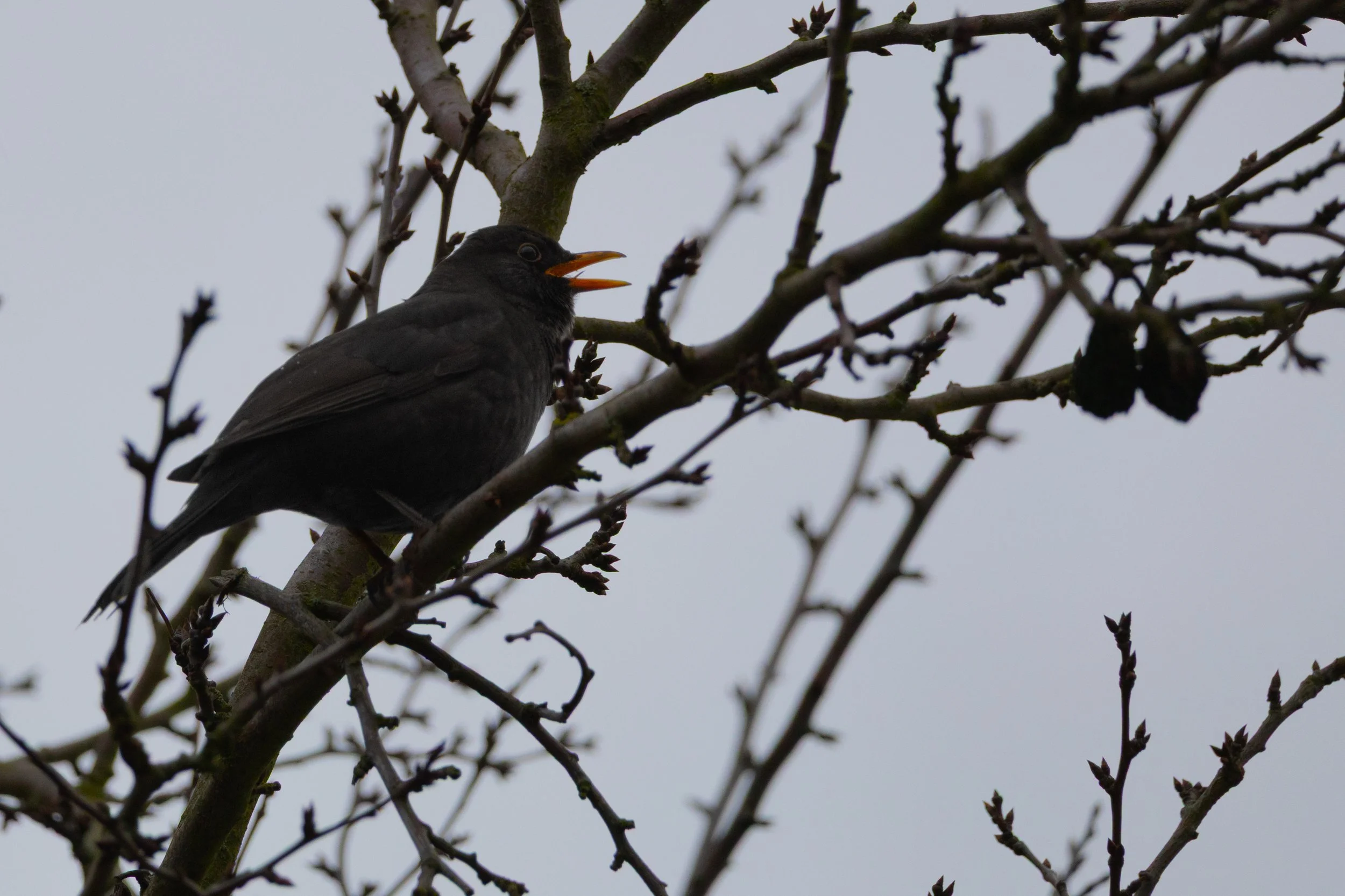 No. 85 - Spring is Coming