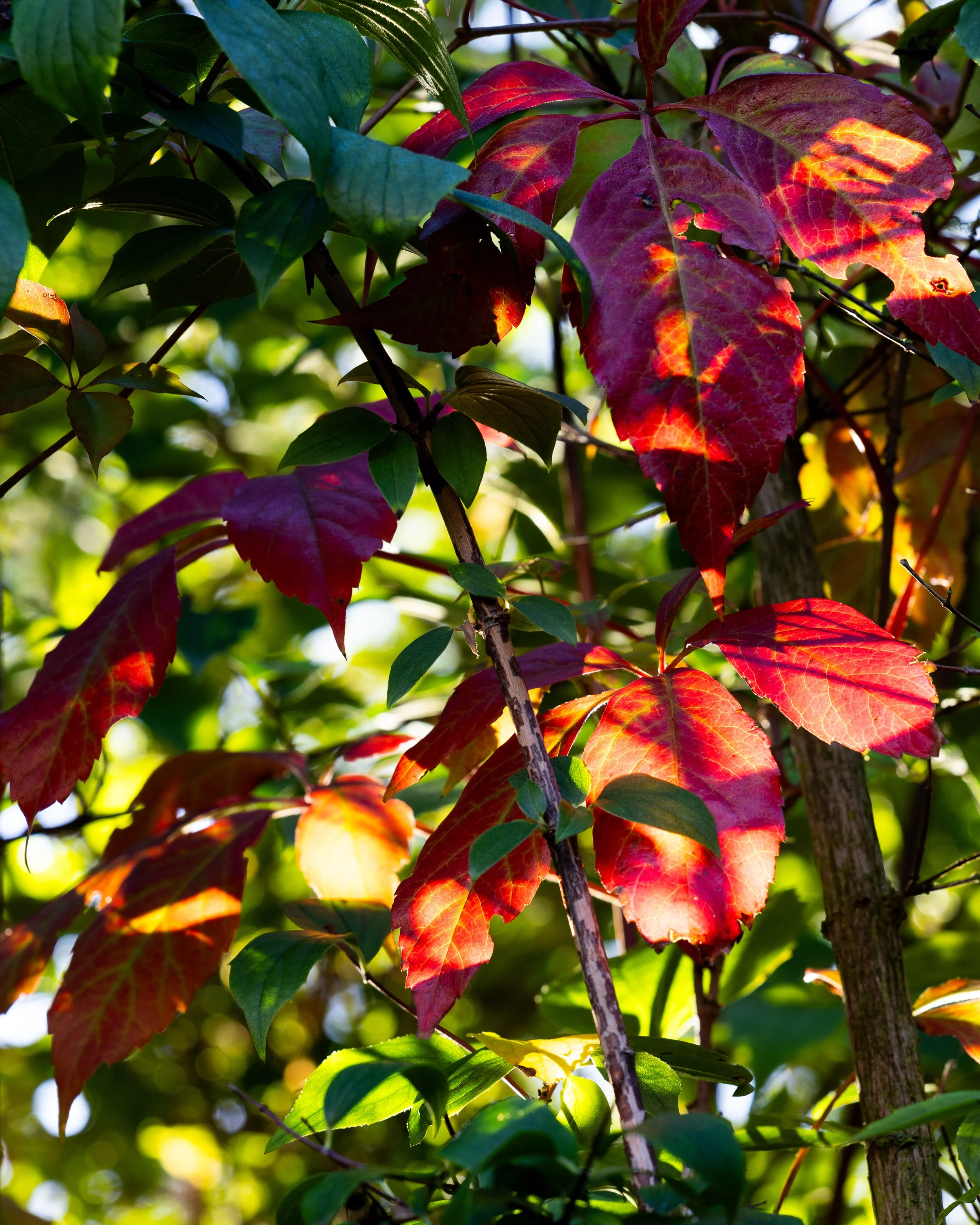 No. 297 - Colours Of Autumn