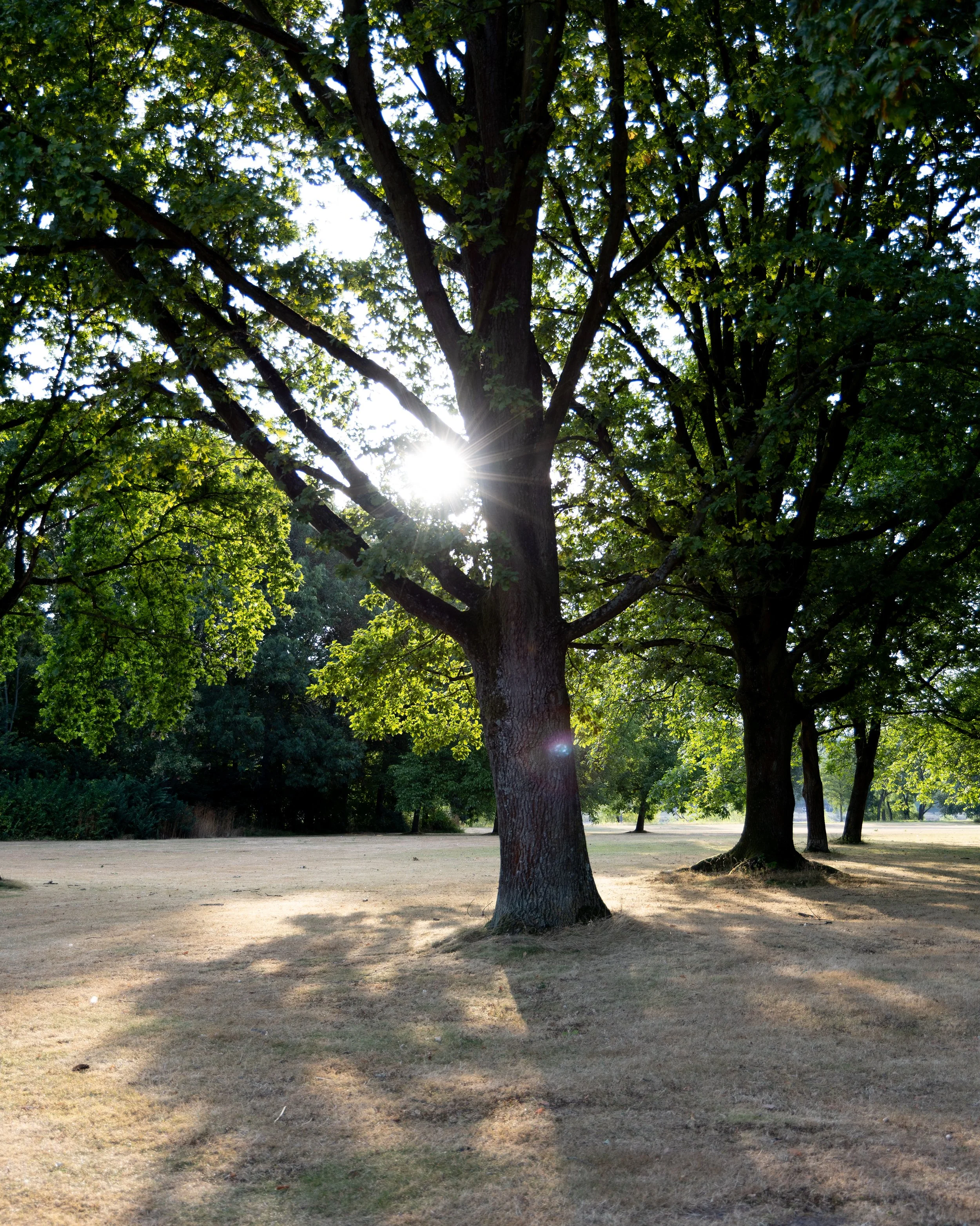 No. 243 - Rheinaue