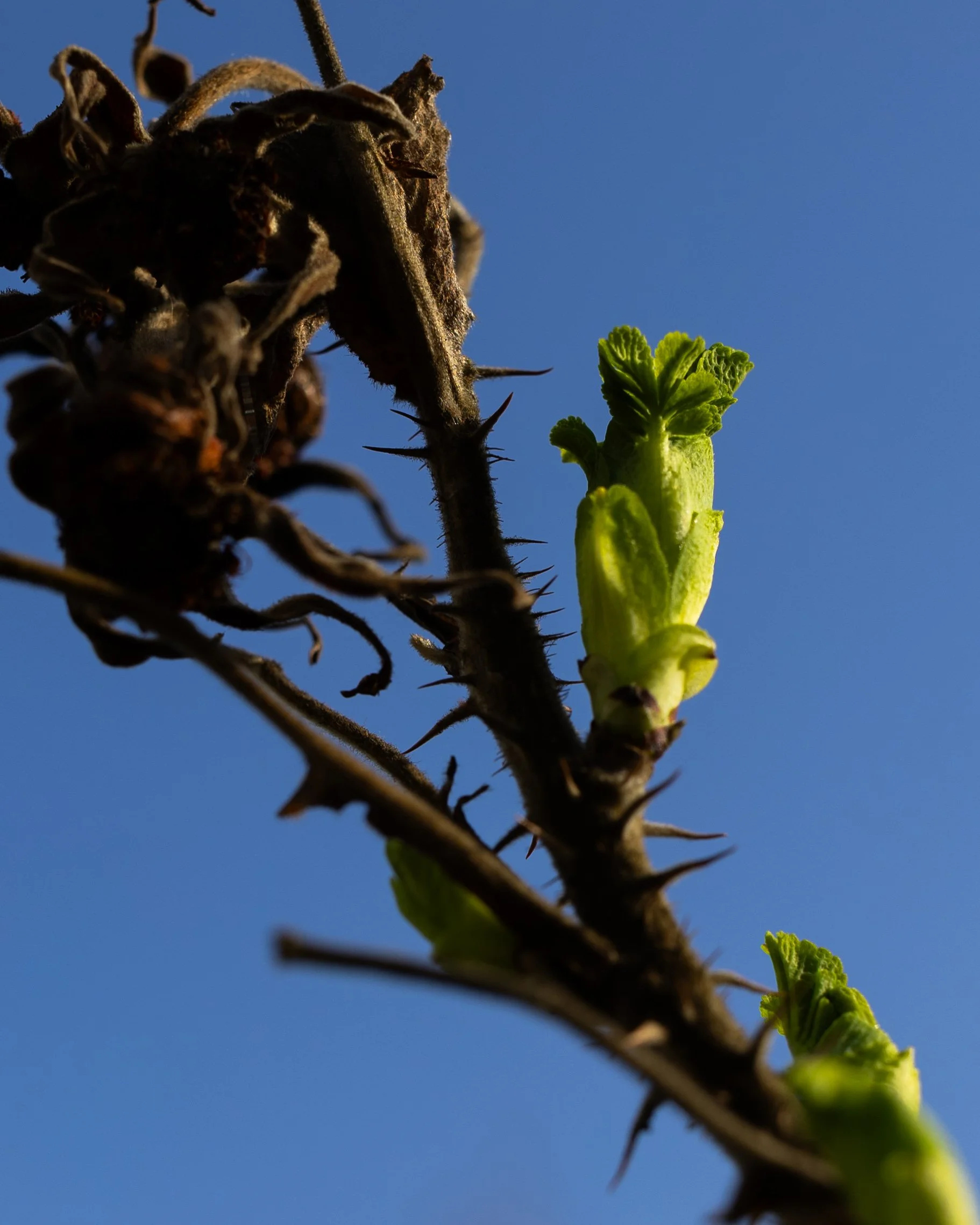 No. 88 - Old and New