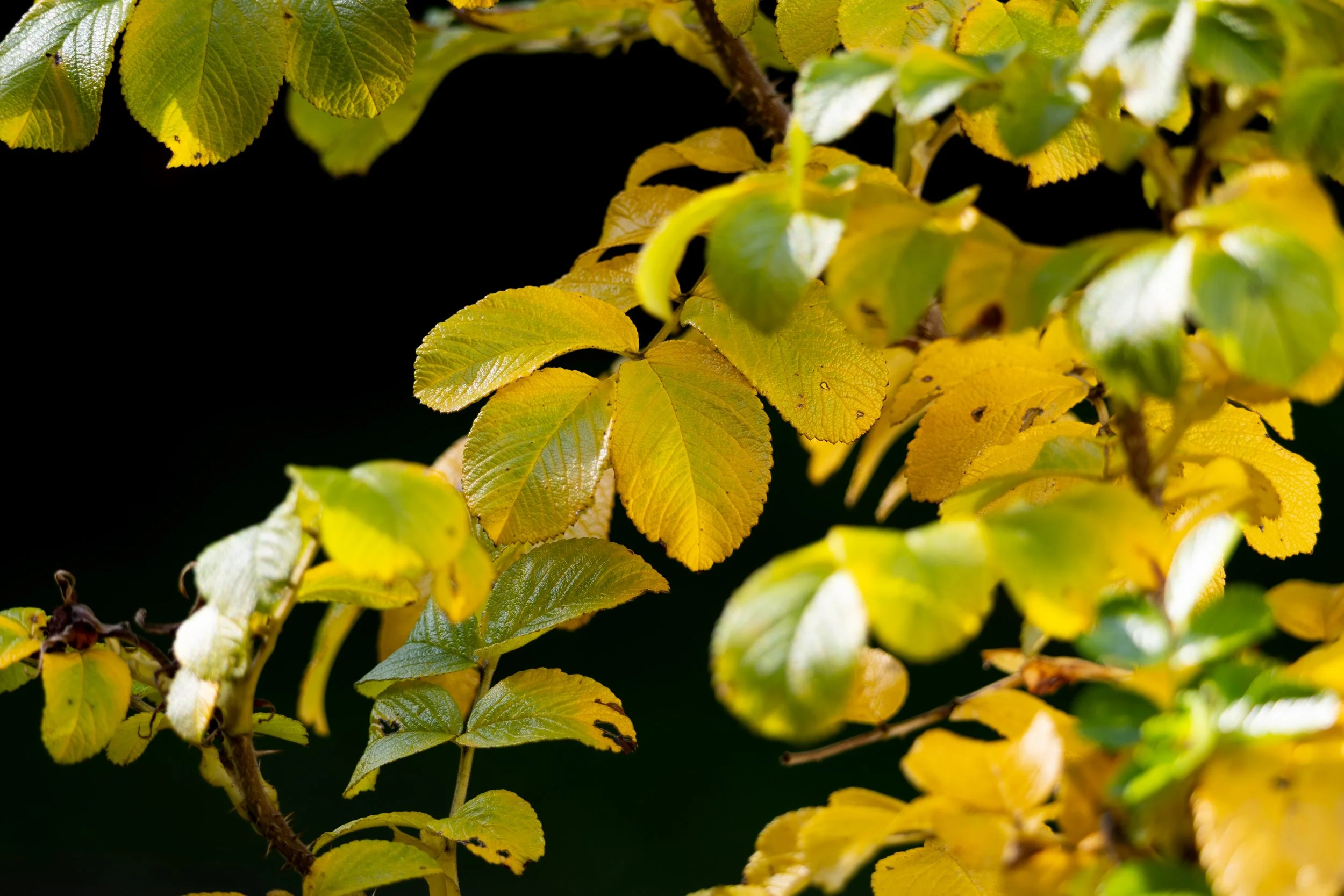 No. 321 - Turning Yellow