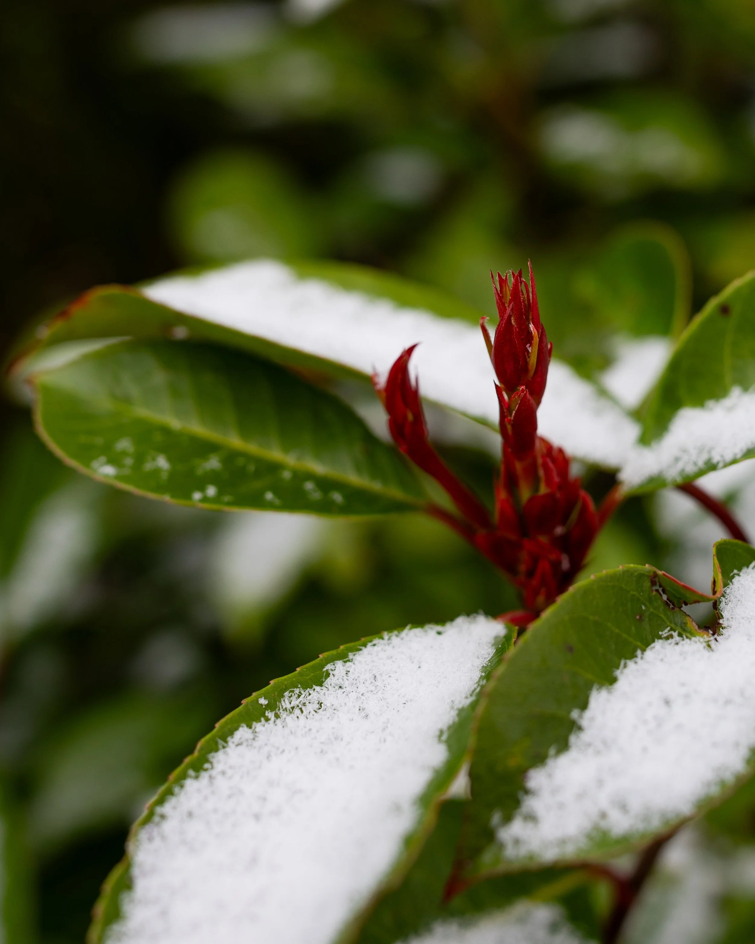 No. 57 - Spring Or Winter?