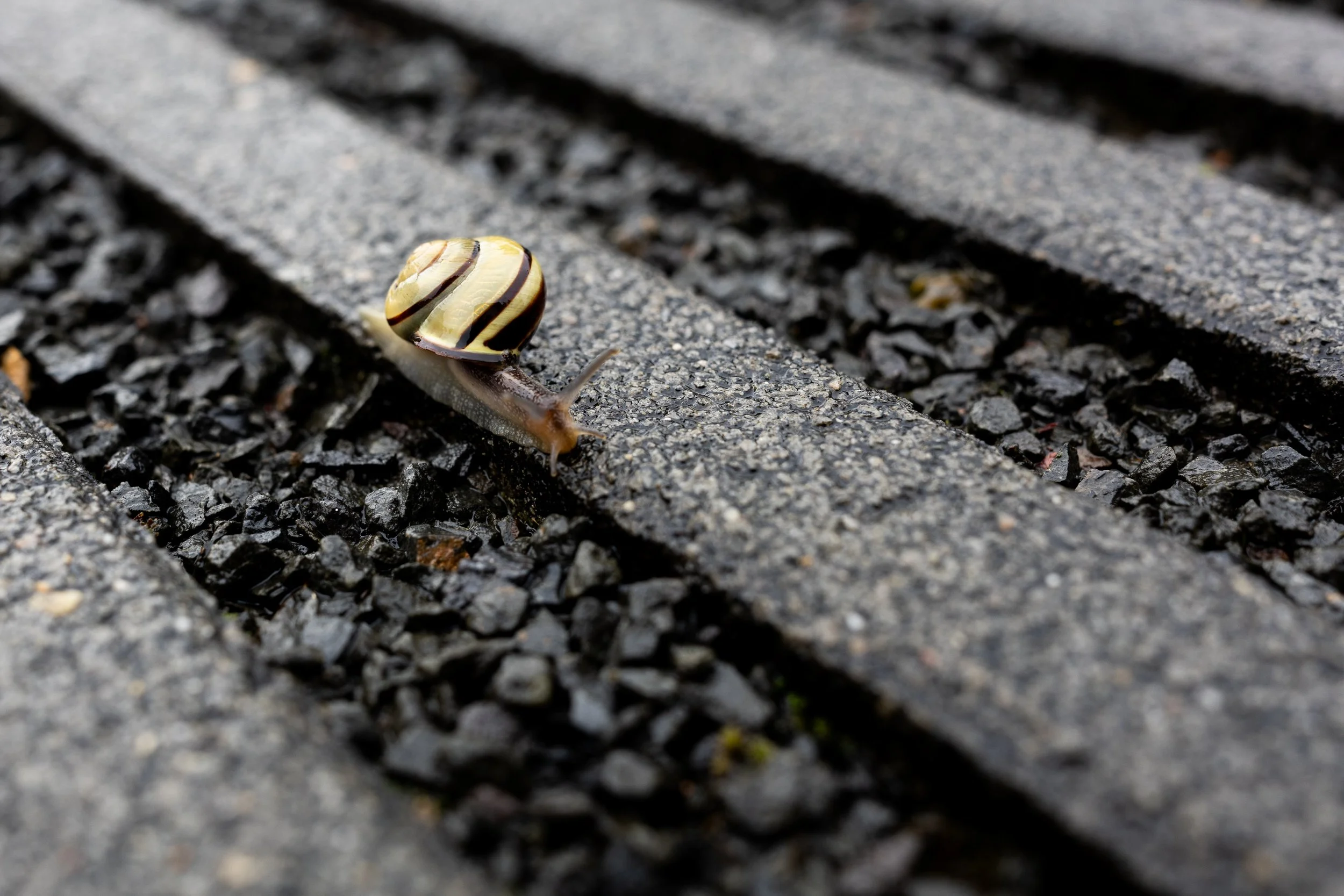 Nr. 303 - Enjoying the Rain