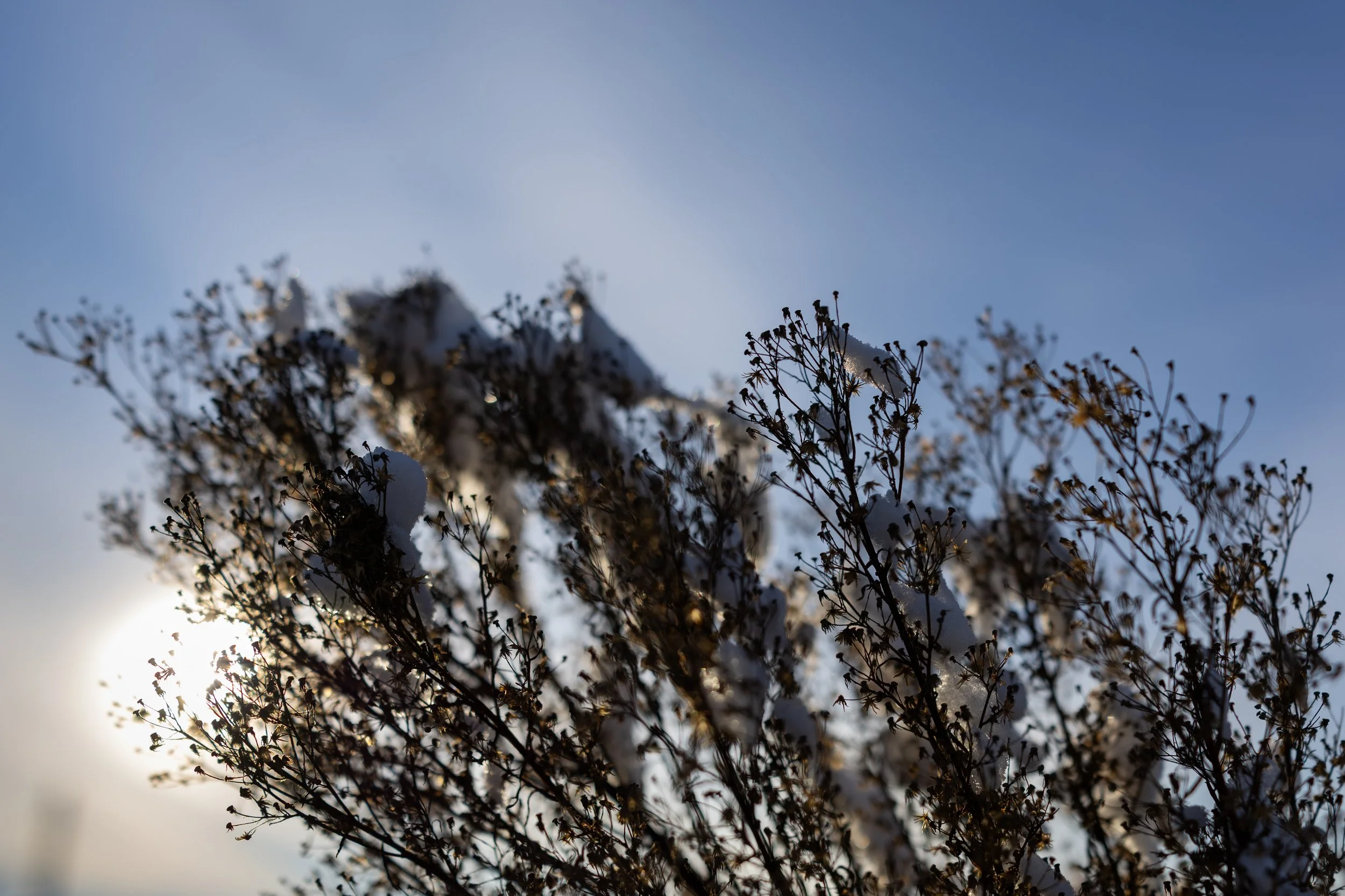 No. 42 - After The Snow