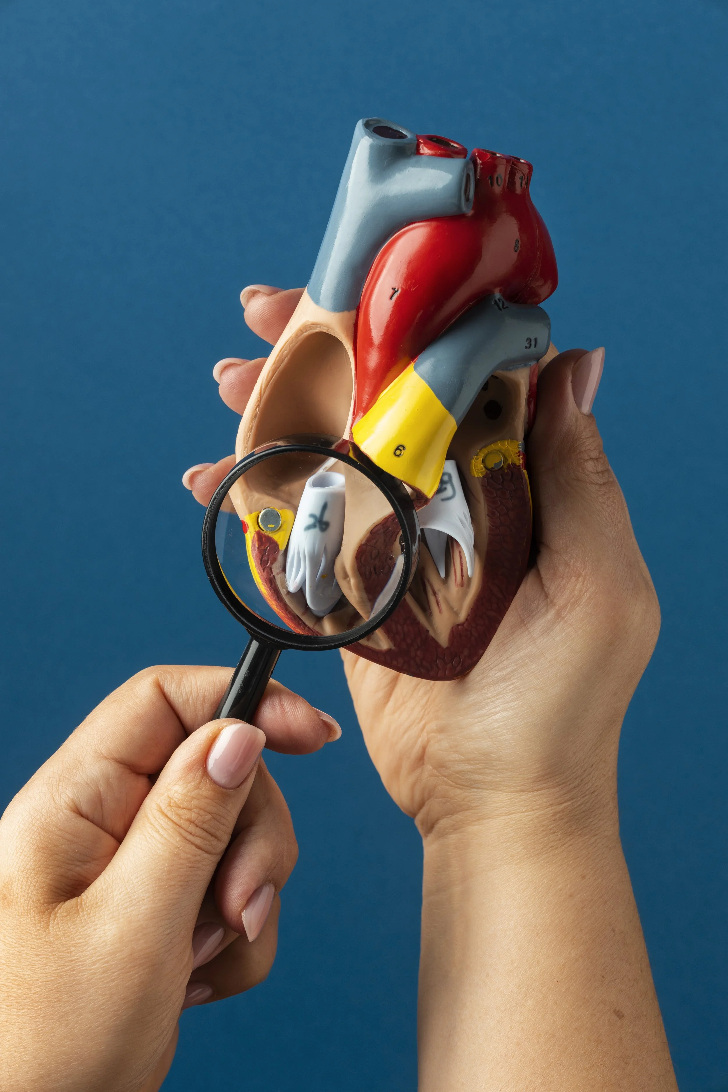 vista-modelo-anatomico-coracao-para-fins-educacionais-com-lupa.jpg