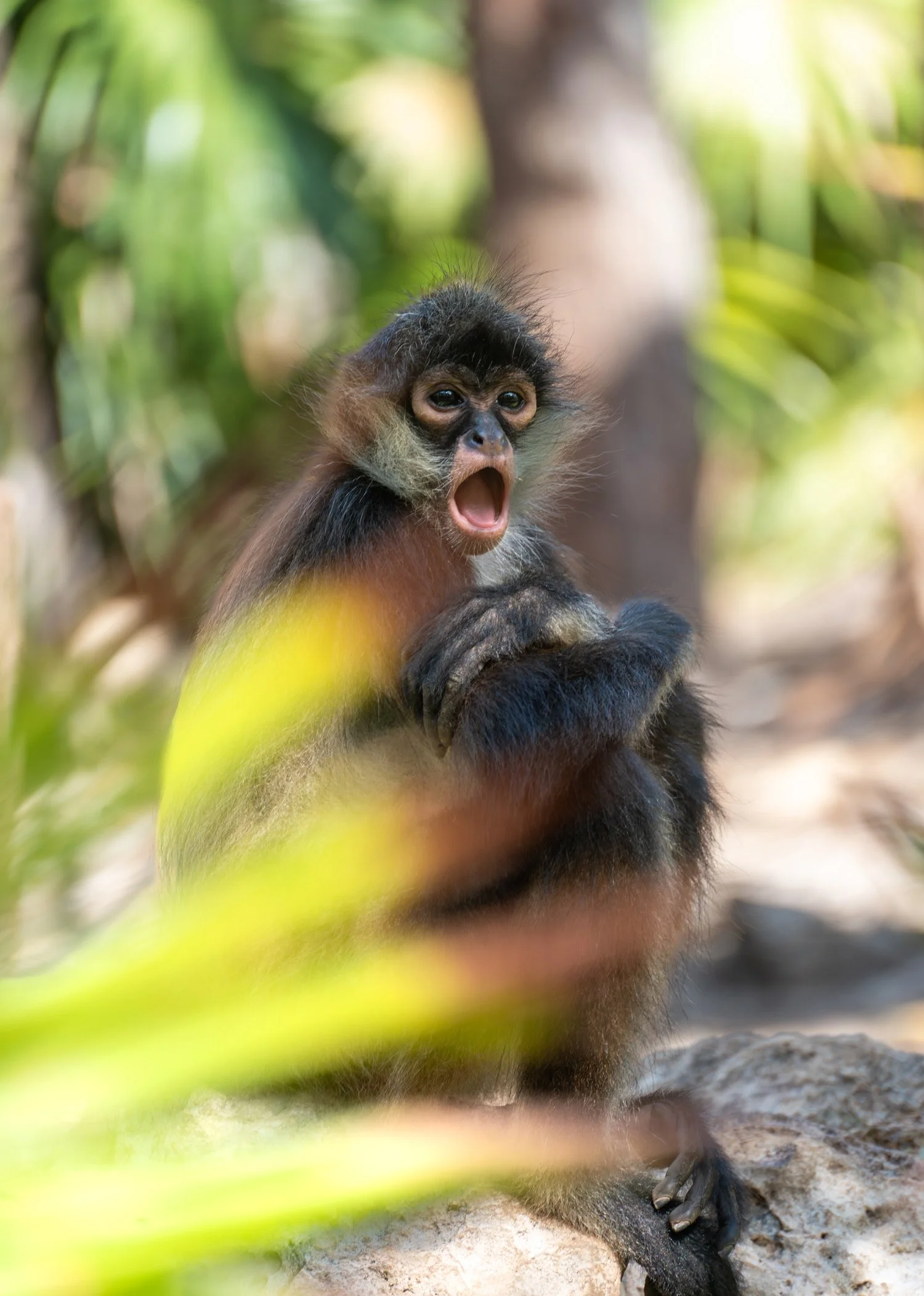Un singe, probablement un gibbon, avec la bouche ouverte, dans une forêt tropicale luxuriante.