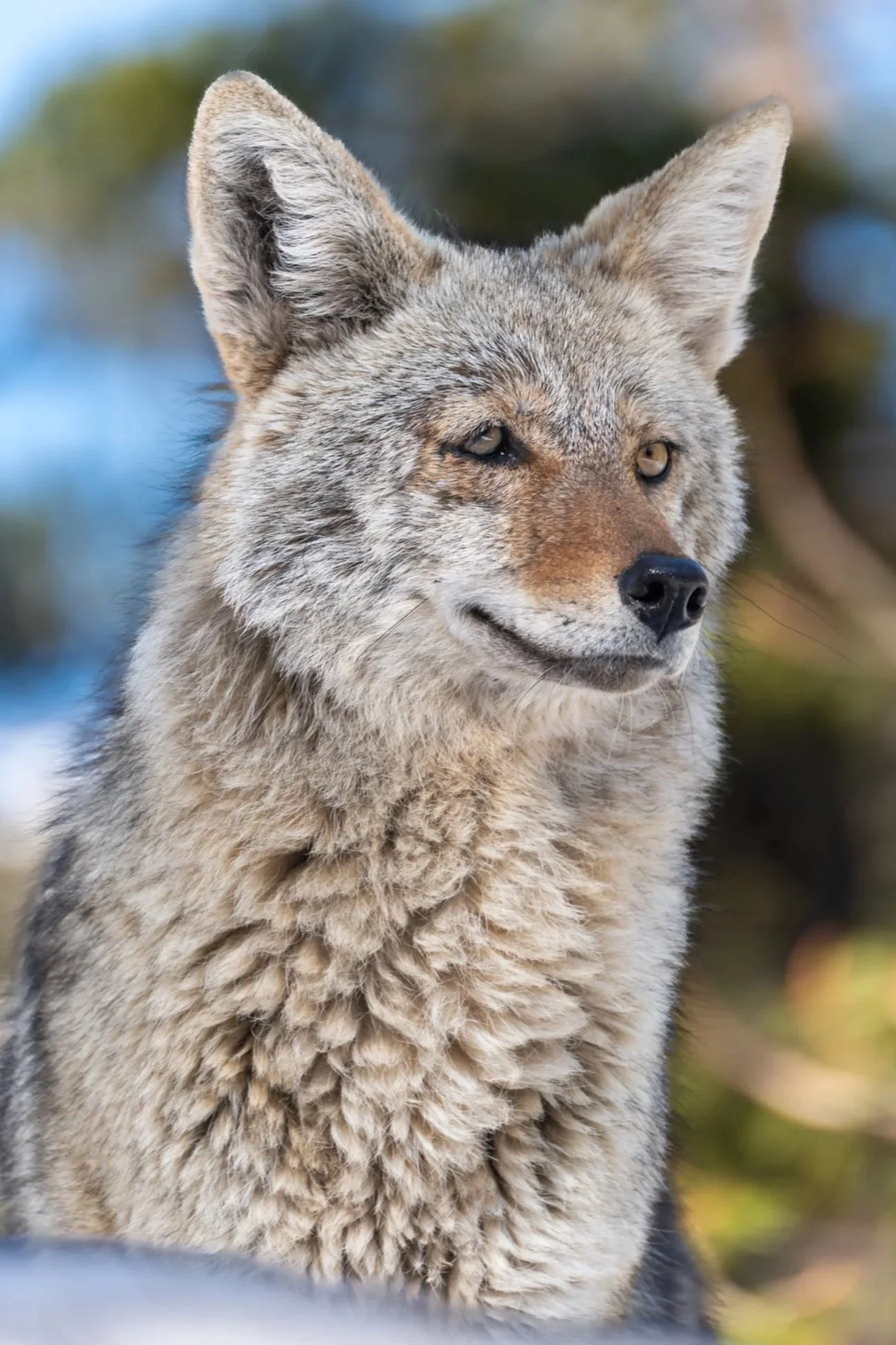 Un coyote, un animal ressemblant à un loup ou un renard.