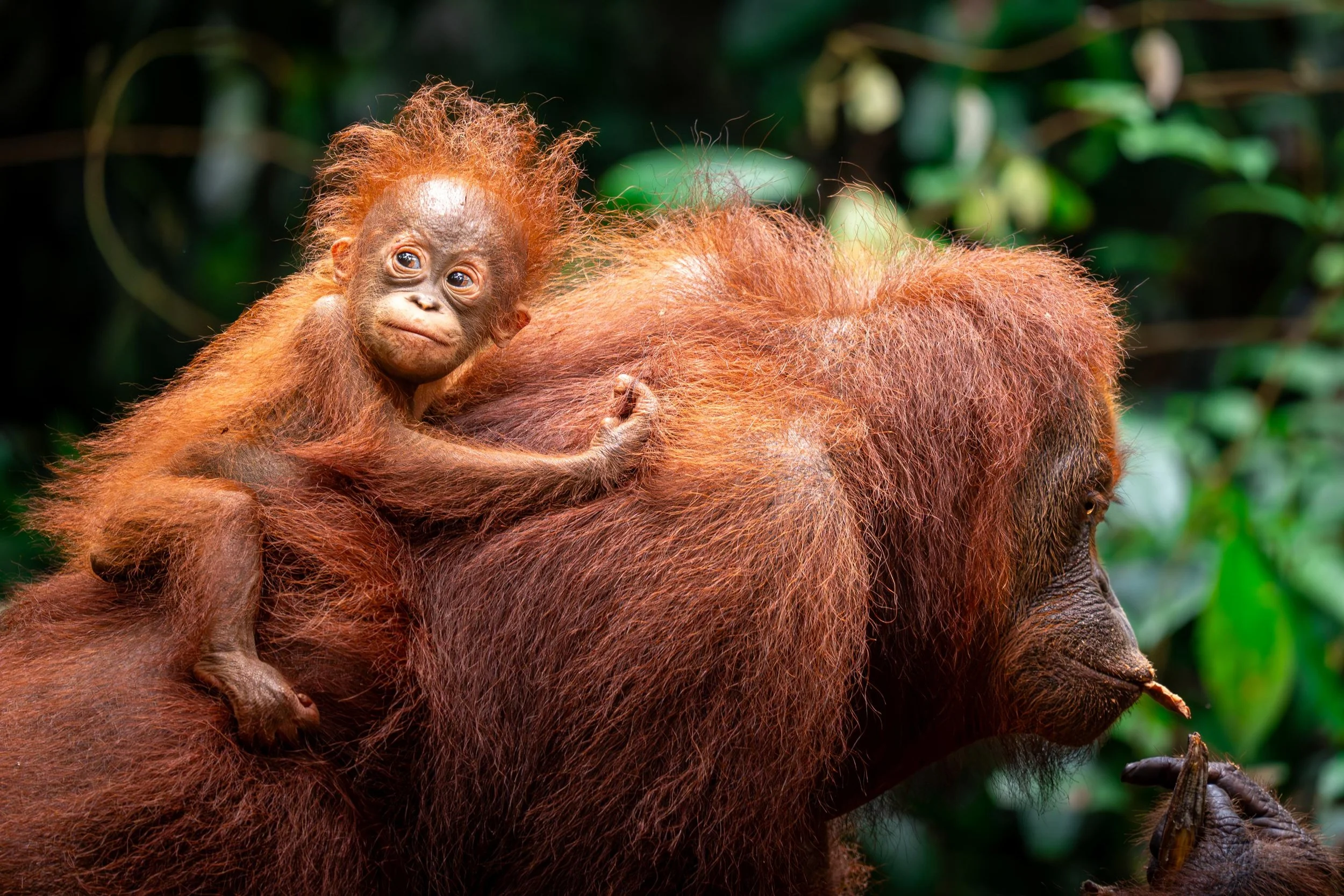 Rencontres à Bornéo