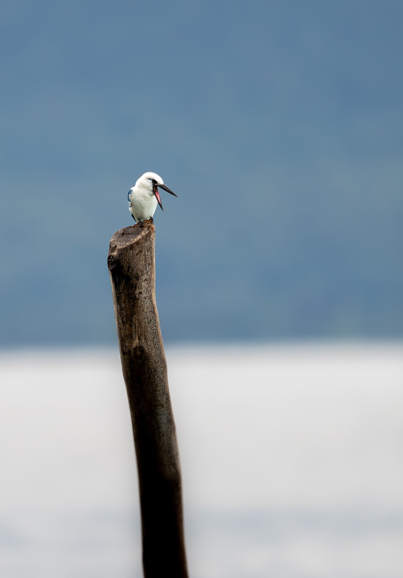 Un oiseau (martin-pêcheur) perché sur un poteau en bois, avec un fond d'eau et de ciel nuageux.