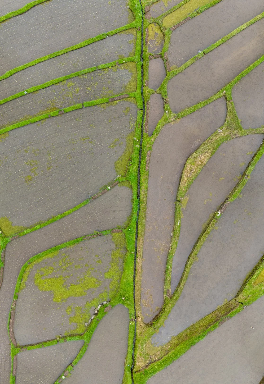 Vue aérienne de champs de rizière avec des systèmes d'irrigation et des sentiers en herbe. 