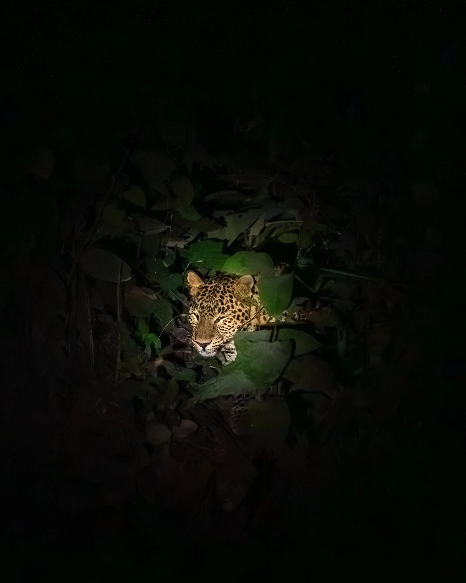 Un léopard se cache dans la végétation dense, éclairé par une lumière ciblée, dans un environnement naturel de jungle ou forêt tropicale.