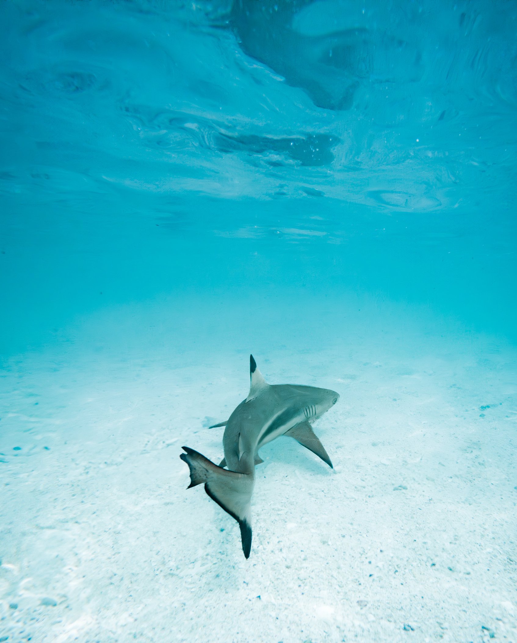Requin à pointes noires nageant dans l'eau claire d'un océan ou d'une mer, avec le fond sablonneux visible.