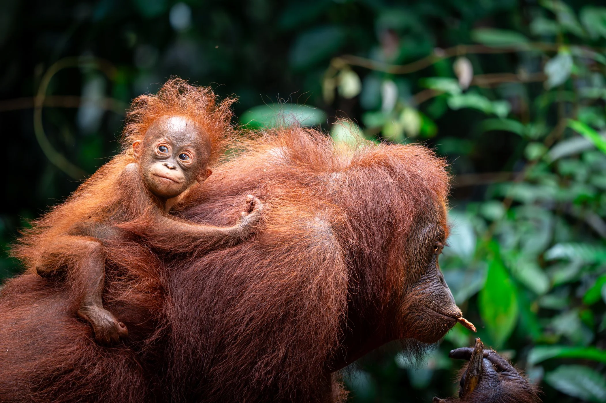 Jeune orang-outan grimpant sur un orang-outan adulte dans la jungle, entouré de feuillage vert.