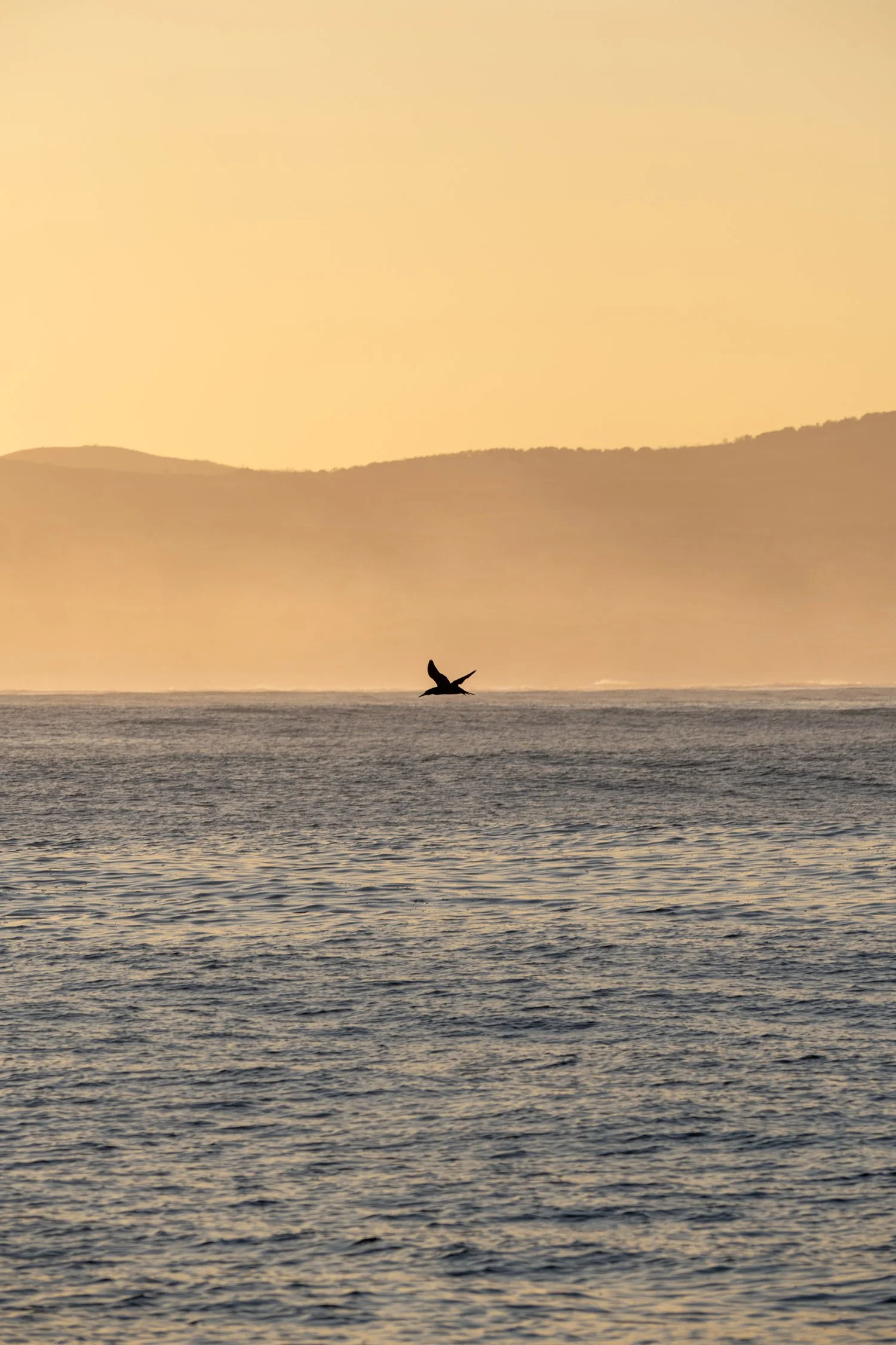 Un oiseau vole au-dessus de l'océan ou d'une grande étendue d'eau, avec des montagnes en arrière-plan lors d'un coucher ou lever de soleil côtier.