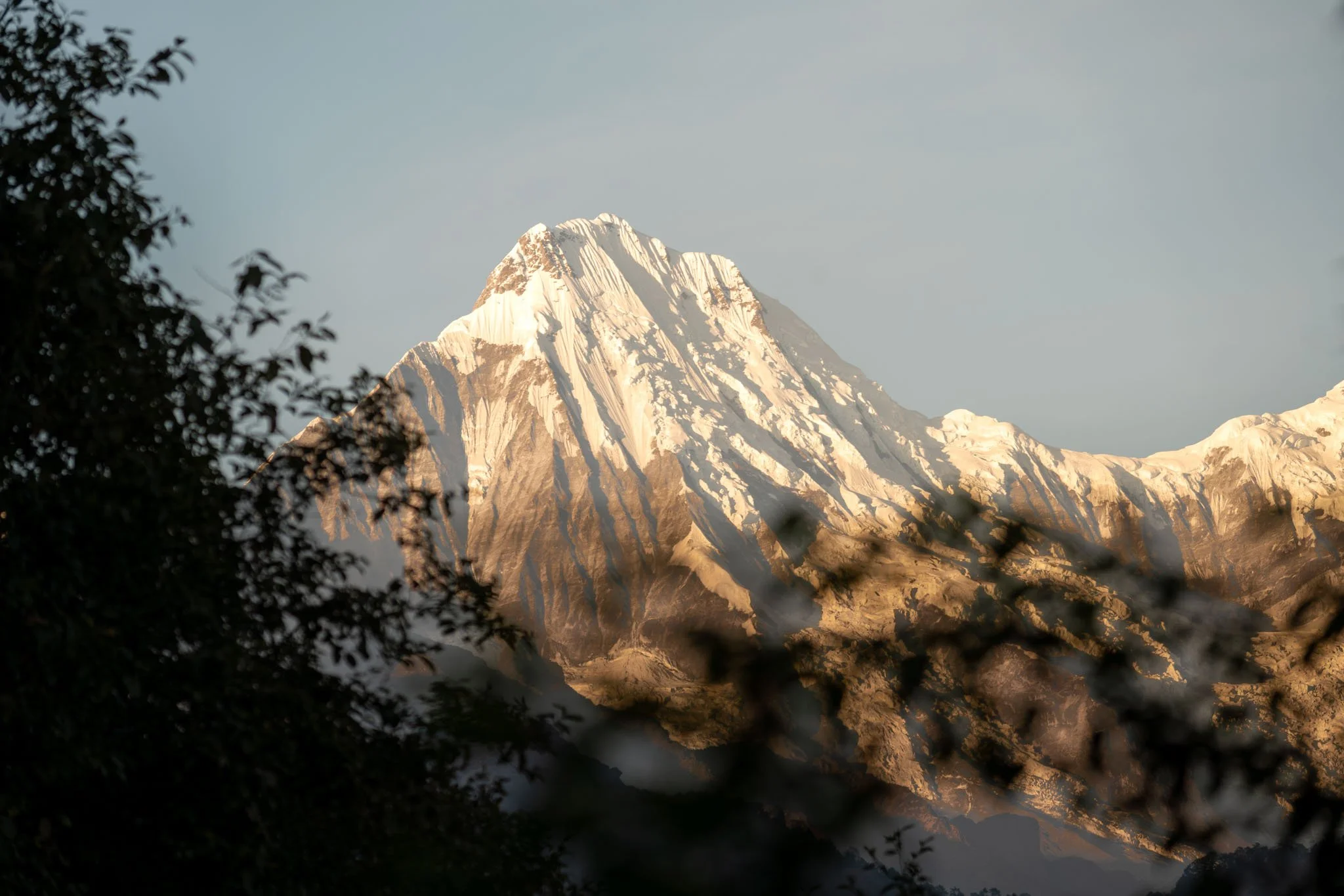 Montagne enneigée au lever ou coucher du soleil, en partie voilée par des branches d'arbres foncés au premier plan.