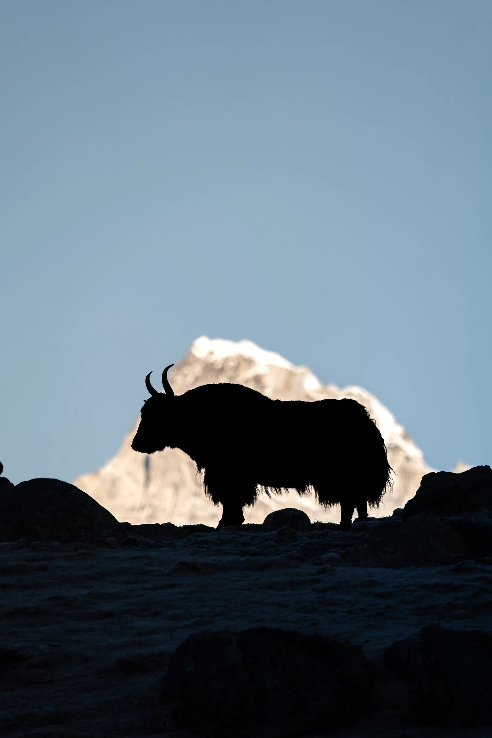Silhouette d'un yak sur un terrain rocheux avec des montagnes enneigées en arrière-plan au sommet d'une montagne, ciel clair.