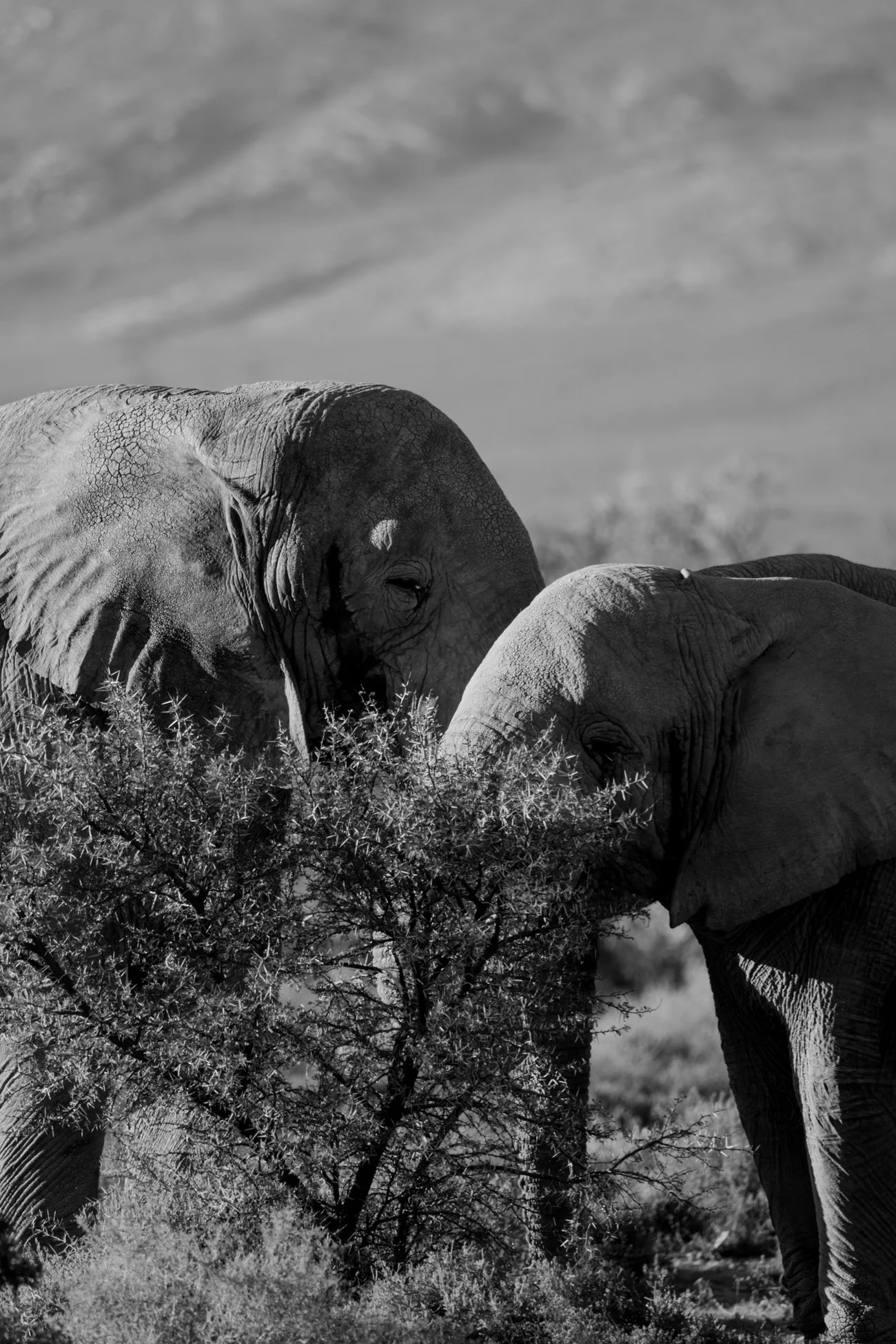 Deux éléphants dans un paysage naturel, se nourrissant d'arbustes, en noir et blanc.