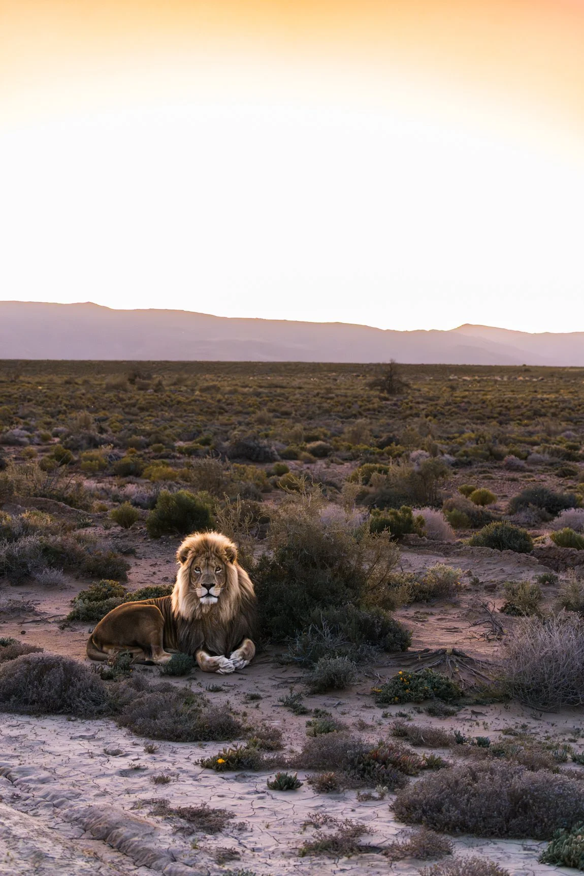 Lion dans un désert avec des buissons et des montagnes en arrière-plan au coucher du soleil.