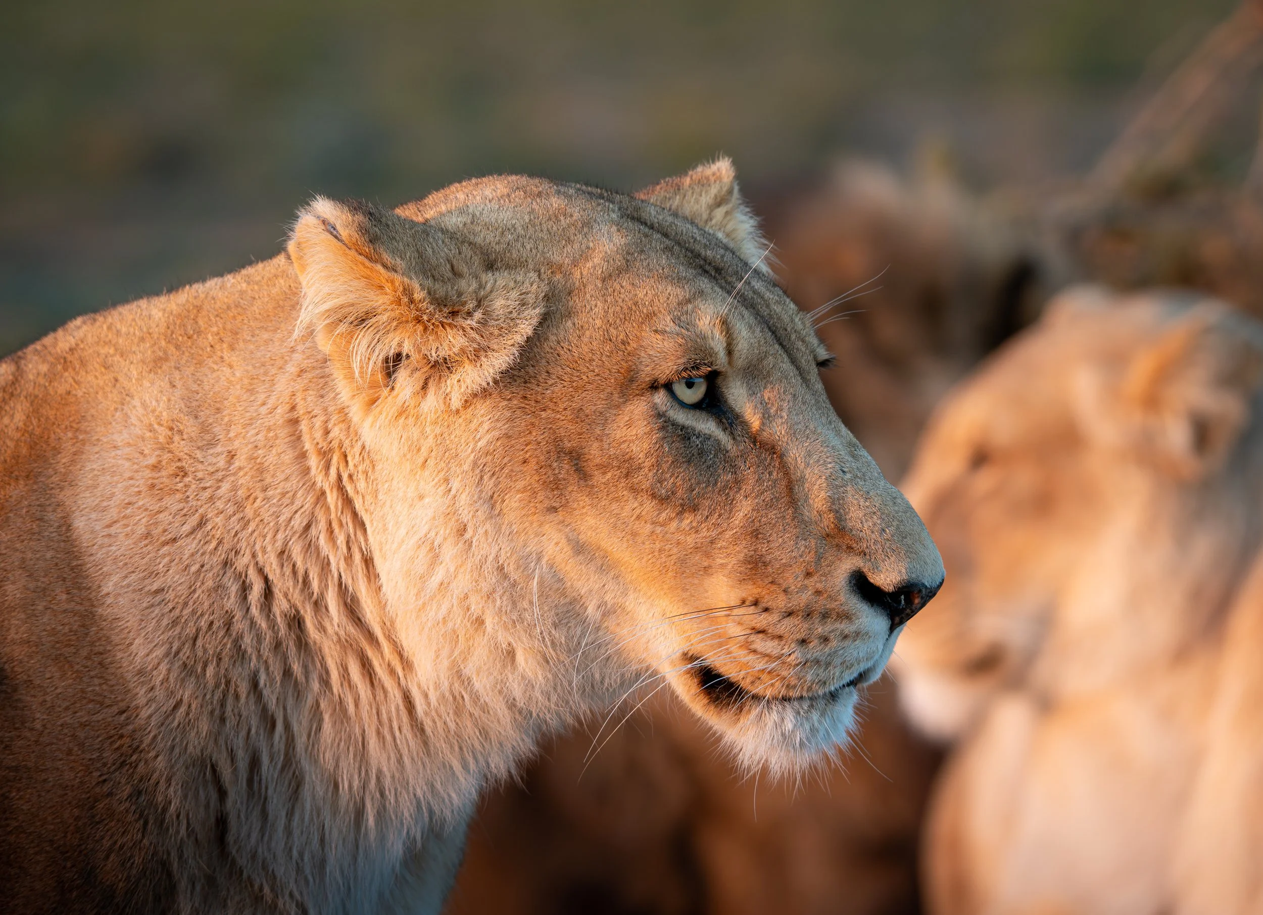 Photographie d'une lionne en Afrique du Sud