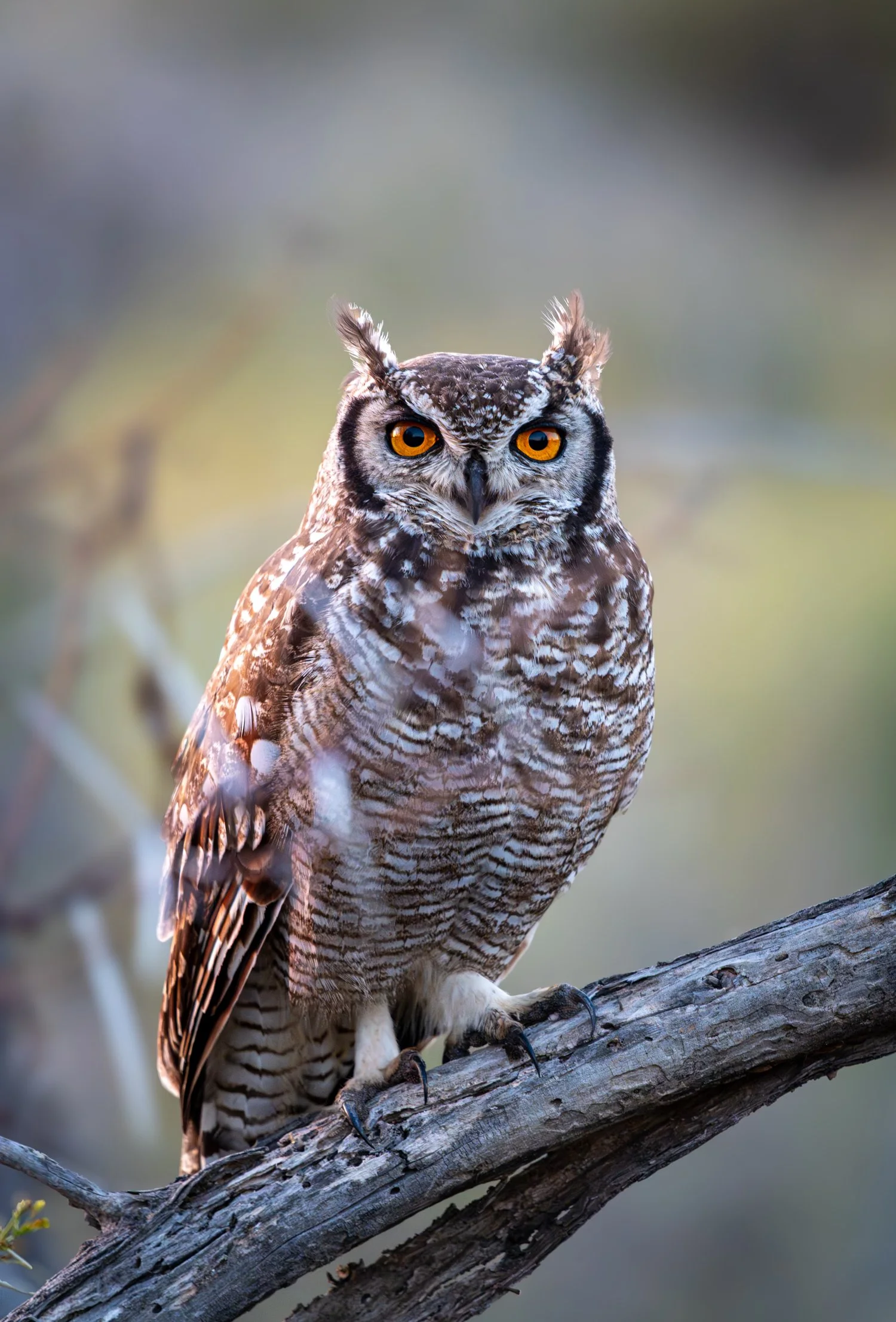 Un hibou perché sur une branche d'arbre, avec un pelage tacheté et des yeux orange vifs.