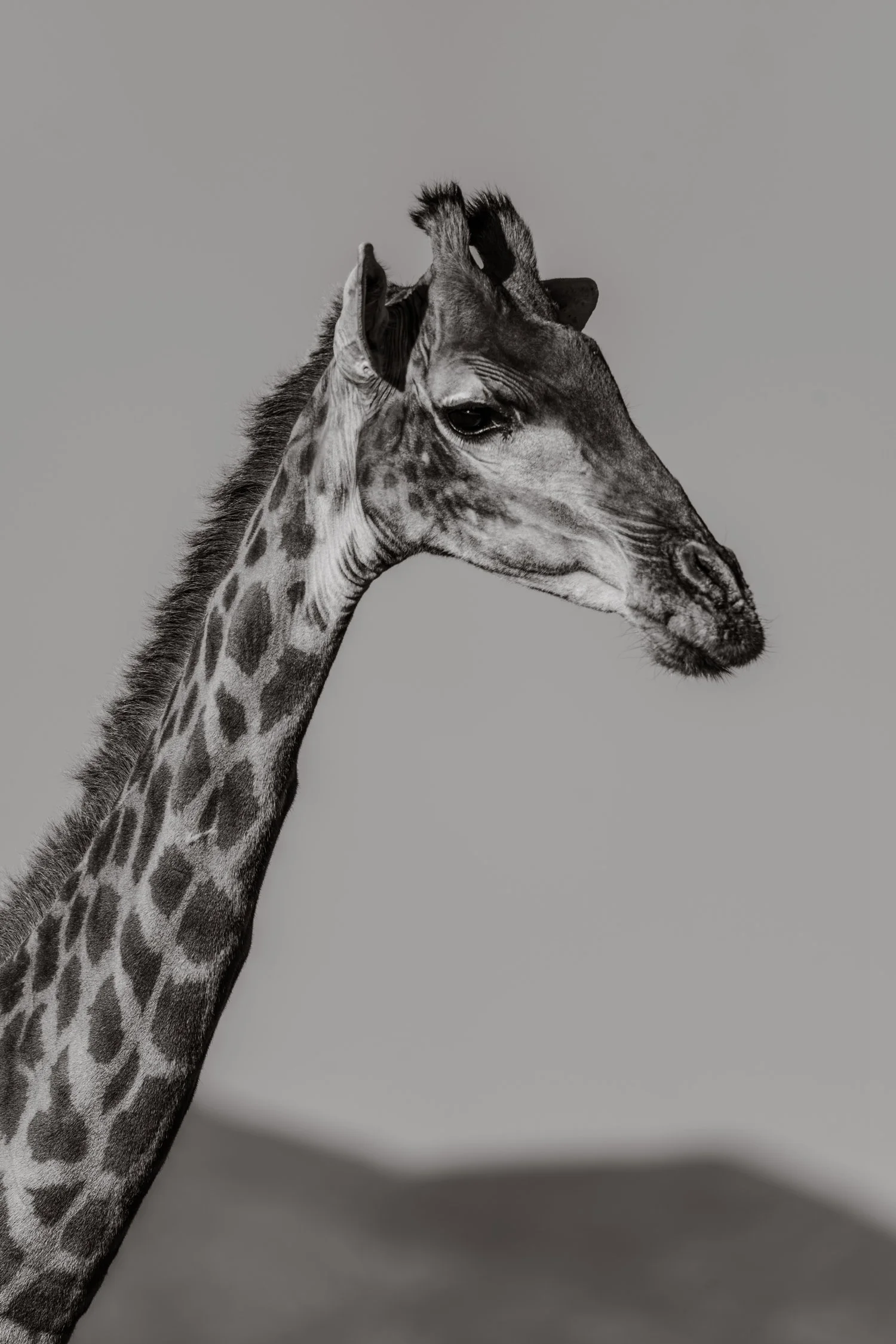 Tête d'une girafe en noir et blanc, contre un fond uni, avec des montagnes floues en arrière plan.