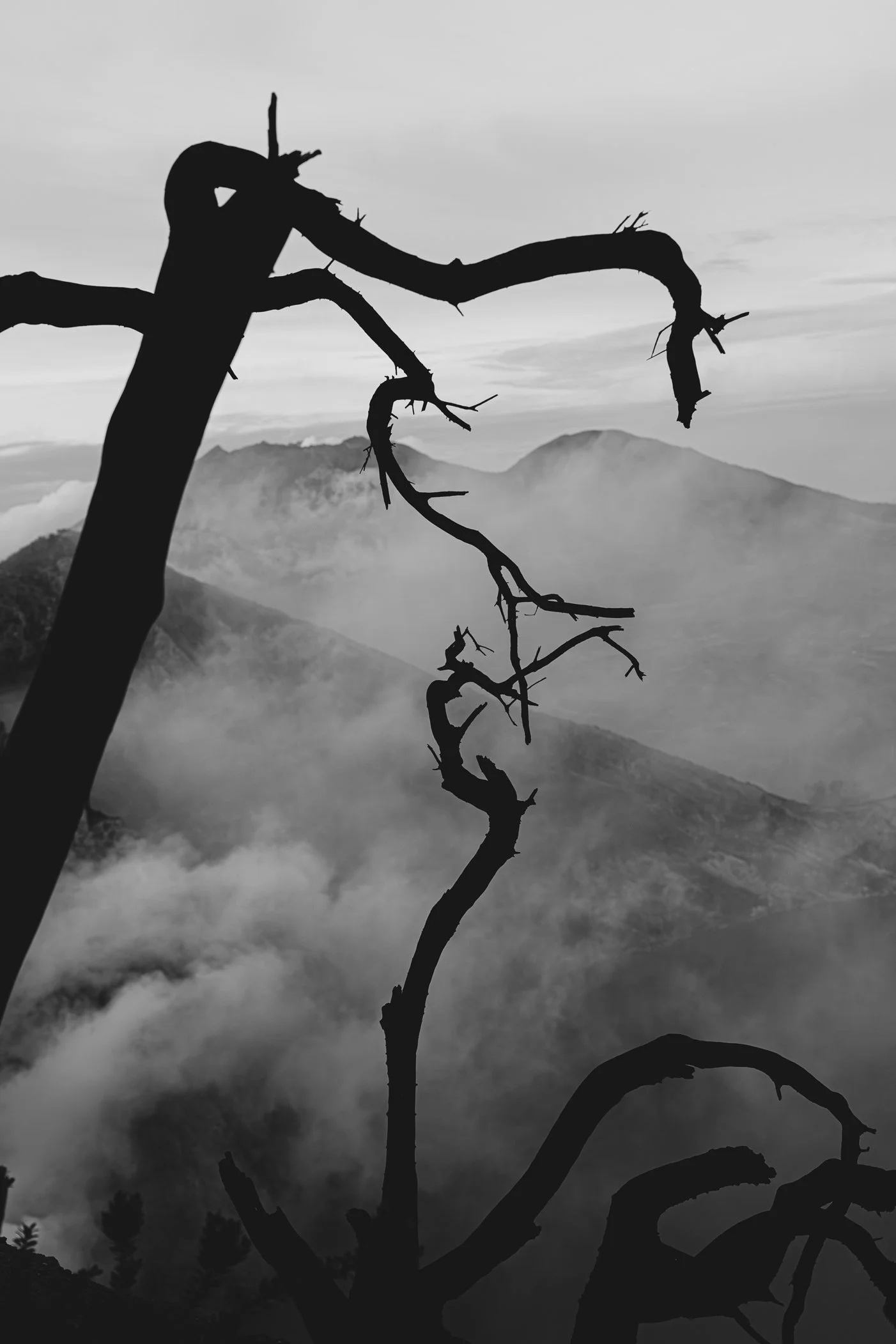 Silhouette d'un arbre sans feuilles contre un paysage montagneux brumeux et ciel nuageux.