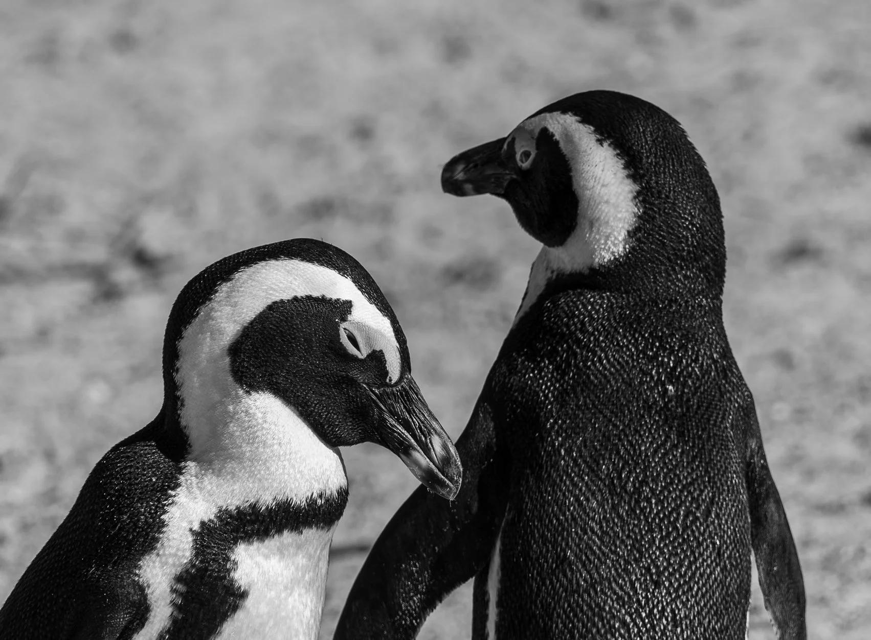 Deux pingouins noirs et blancs face à face sur une plage, l'un regardant vers le bas, l'autre tournant la tête