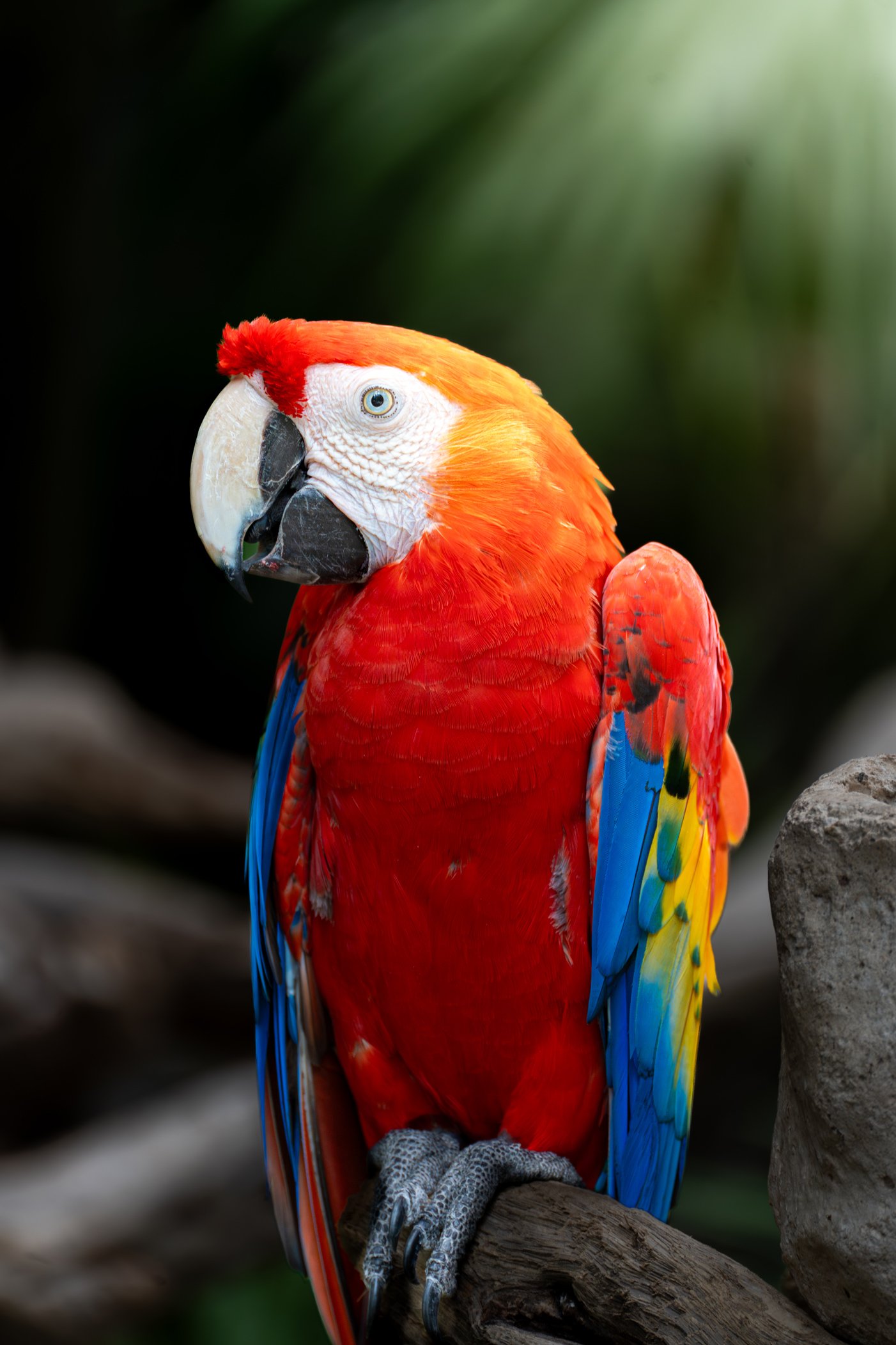 Un perroquet coloré avec du rouge, du bleu, du jaune, et du blanc, perch é sur une branche. Fond vert flou.
