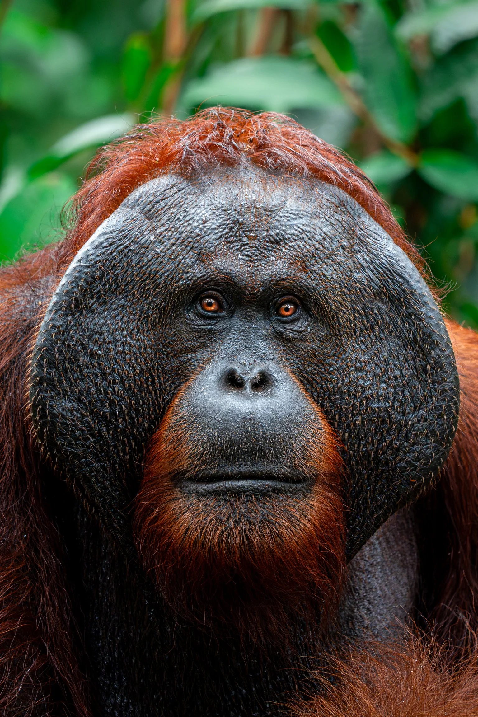 Un orang-outan mâle avec une face large, en pleine forêt verte.