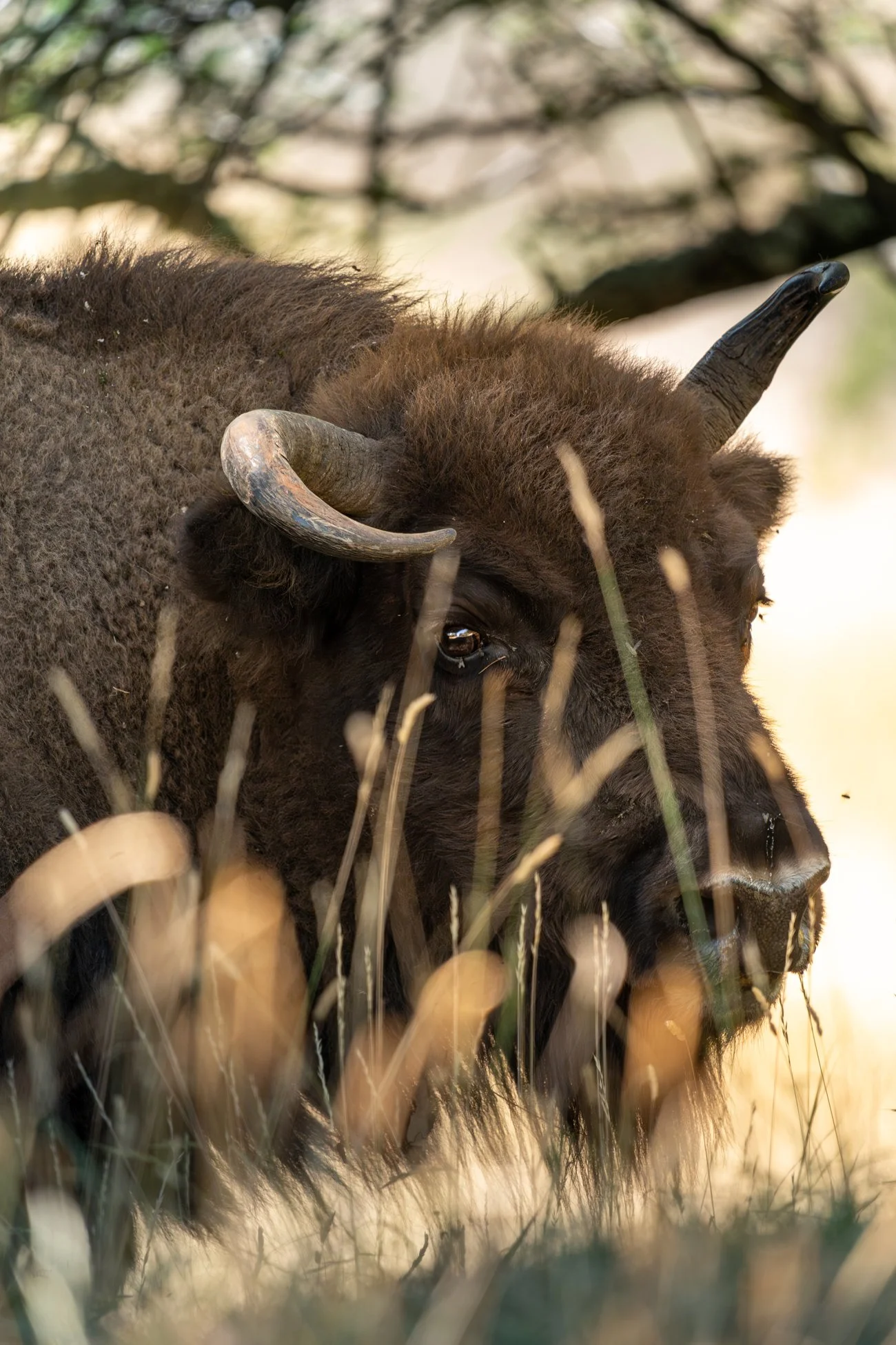 Un bison dans la nature, entouré d'herbes hautes, commençant à brouter.