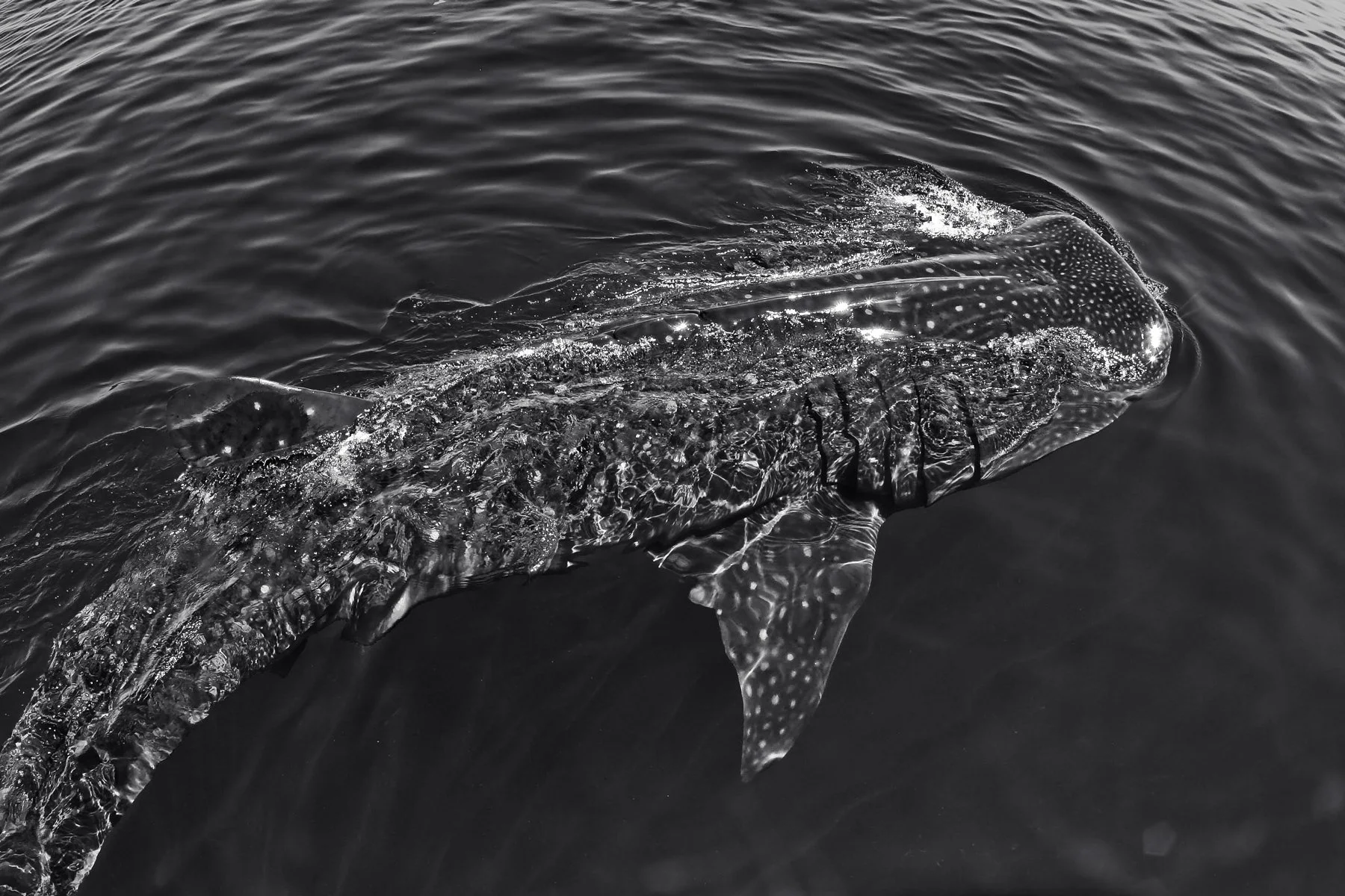 Une photo en noir et blanc d'un requin baleine dans l'eau.