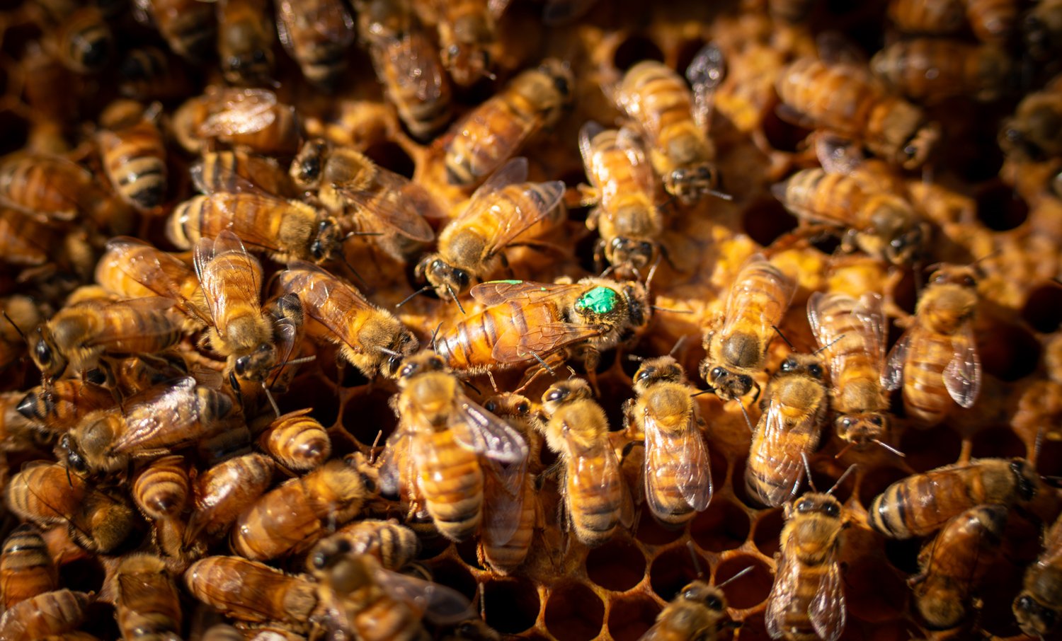 Une ruche avec de nombreuses abeilles, dont une avec une marque verte, sur un rayon de nid en miel.