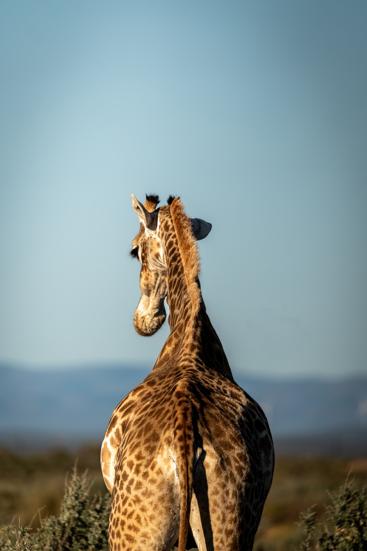 Girafe vue de dos dans la savane avec un ciel bleu clair en arrière-plan.