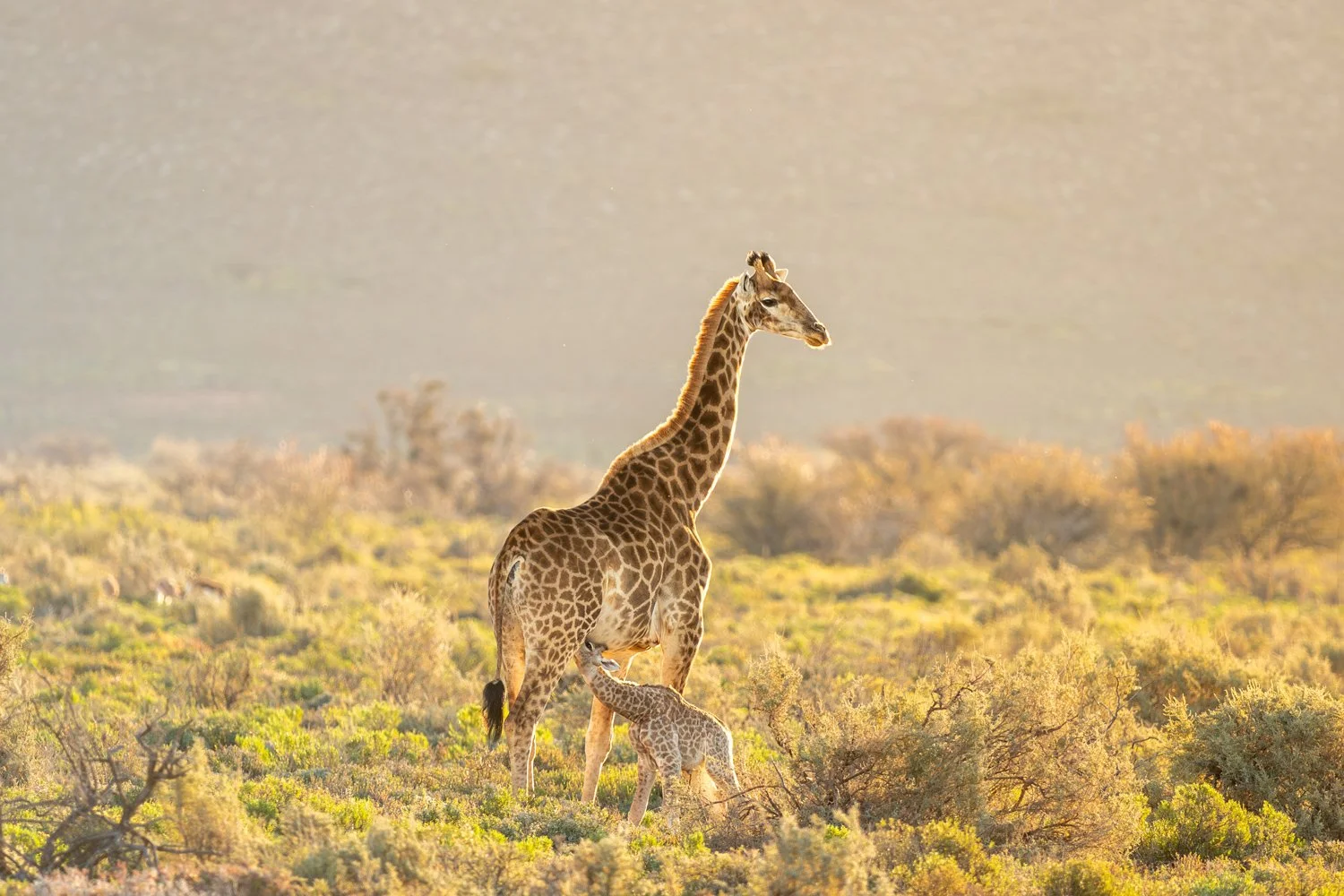 Une girafe mère avec son girafon dans la savane africaine, entourés d'arbustes et de végétation sèche.