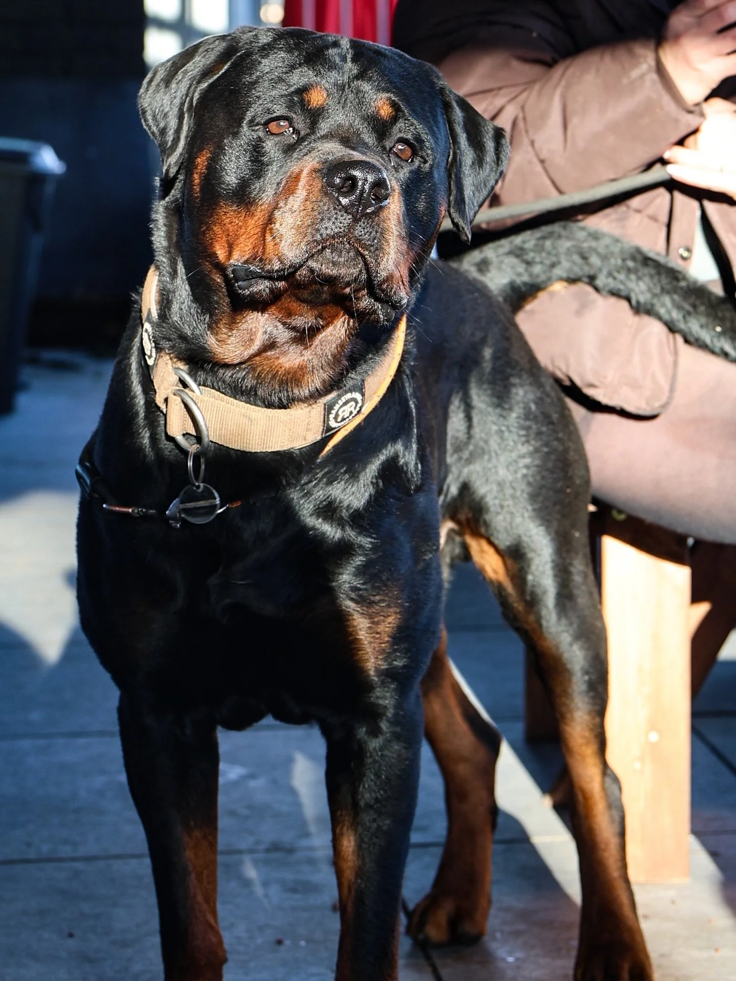 May we entice you and your four legged furry friend in? 

We&rsquo;ve got bowls of water, treats and frankly, the team just want to hang out with puppies, so you&rsquo;d be doing us a favour! 🐾 😉