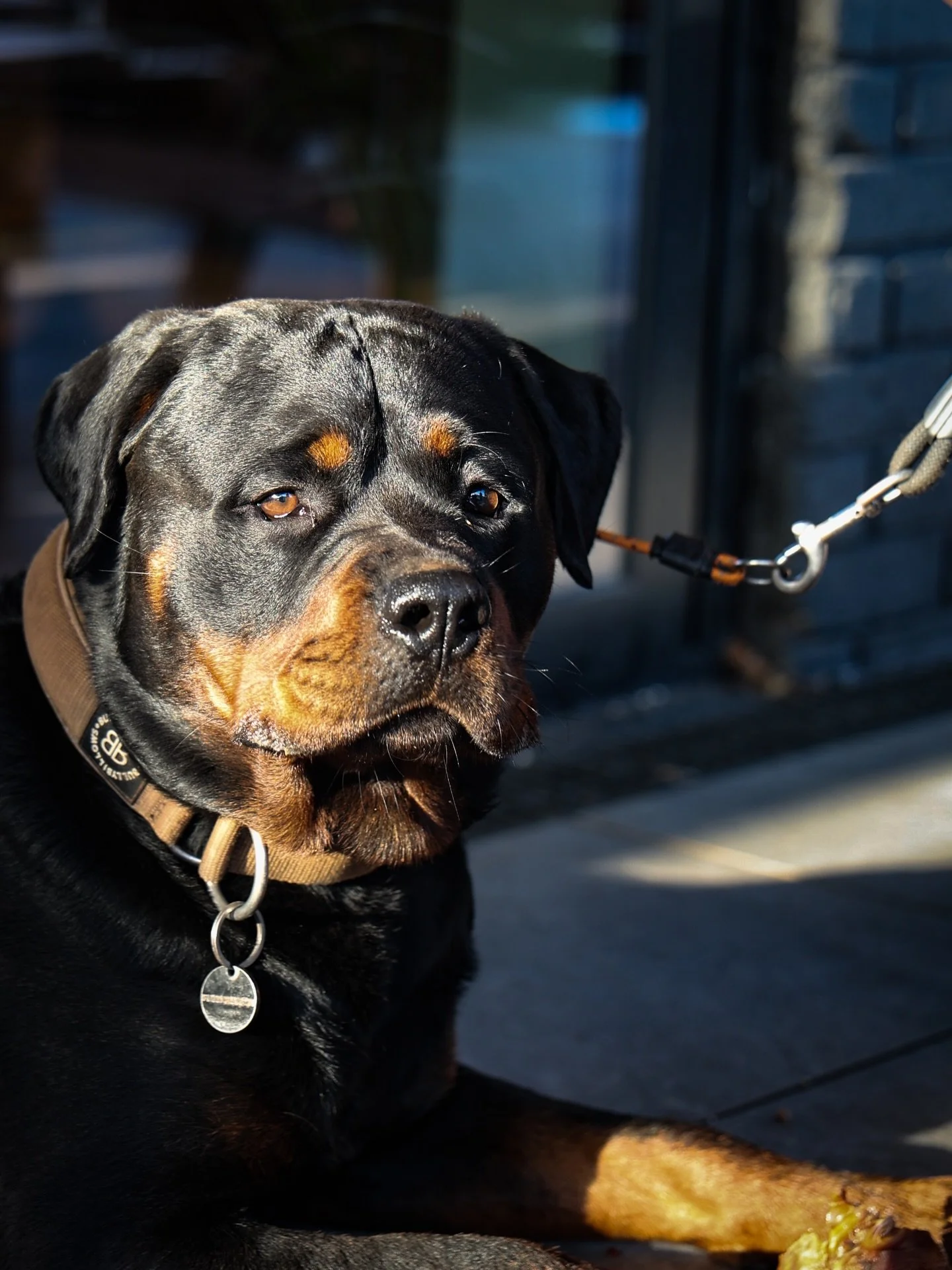 Don&rsquo;t be telling Big Meeks he can&rsquo;t come for walkies to On The River! 

Please bring your pooches, some of our humans prefer them to be honest. Take pictures and tag us too, we&rsquo;d love it.

Waggy tails On The River! 🌊 🐾