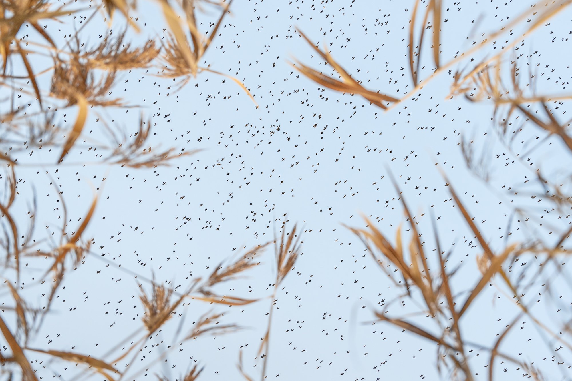 At the edge of the reeds in the Hooge Boezem behind Haastrecht, I sat with my camera low to the ground to capture the starlings from the perspective of their roosting site. Reed stems formed a natural frame, with an opening in the center of the image