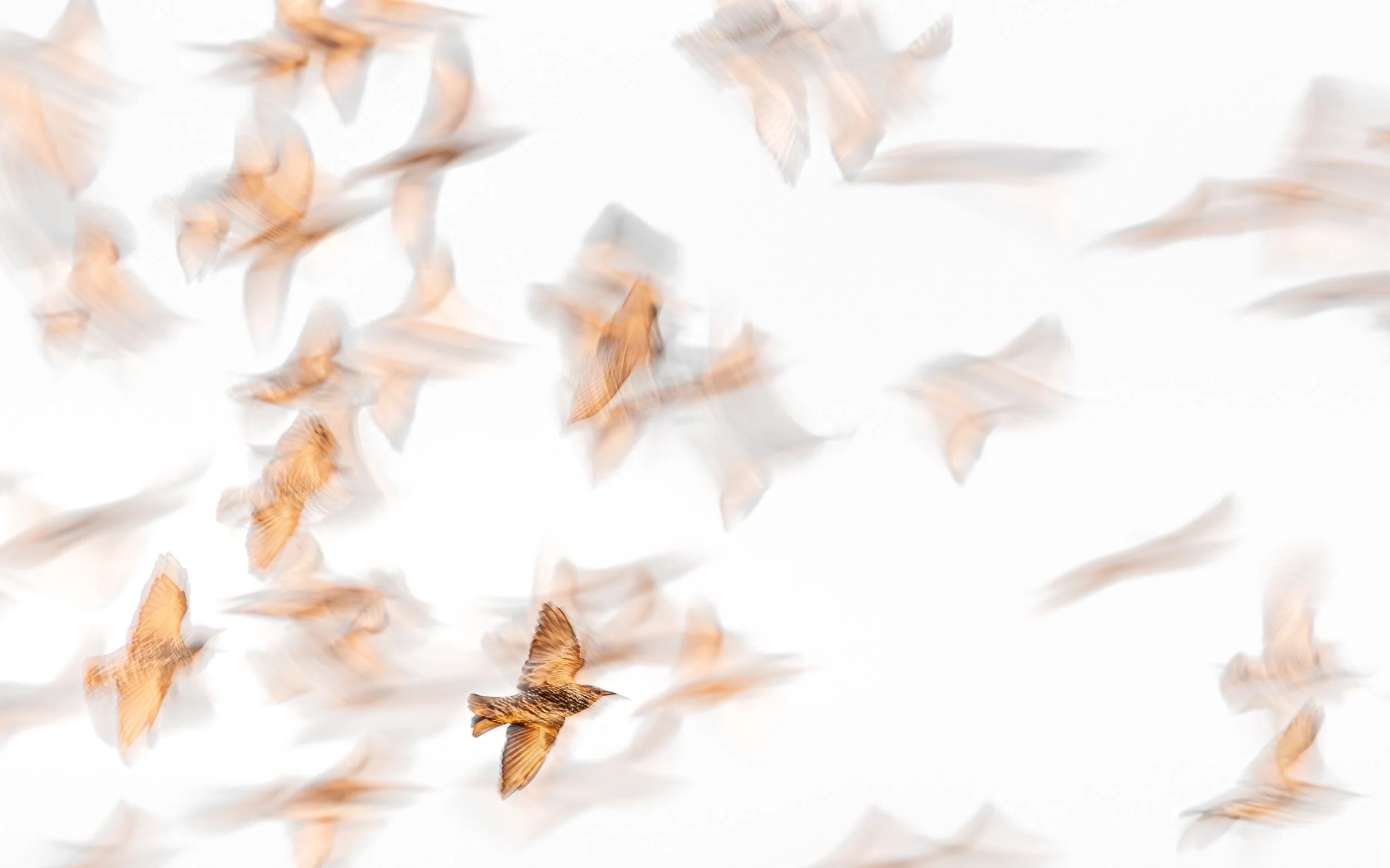 Ilse_Koks_Chasing_ Motion_4.0.jpg