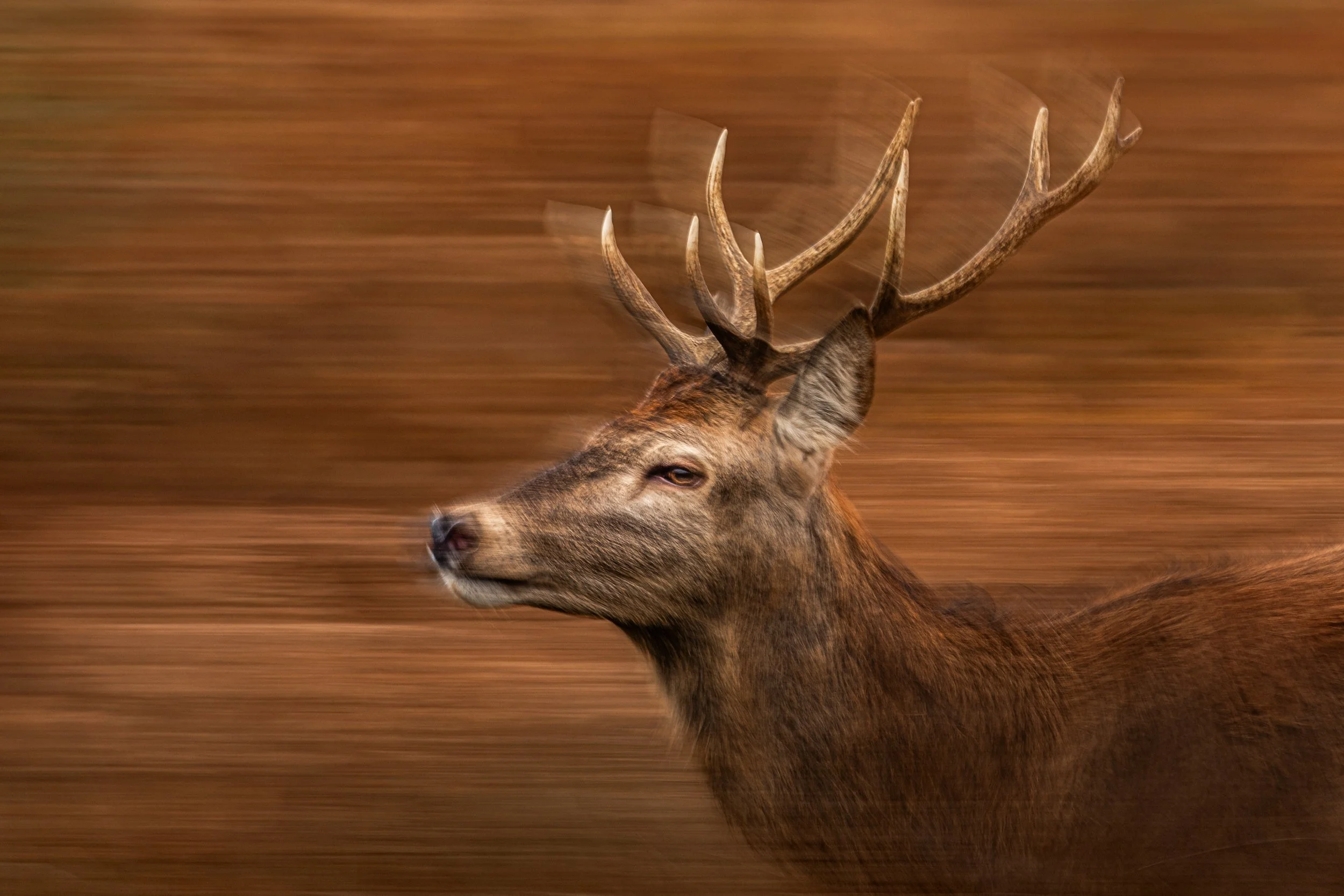 Ilse_Koks_Chasing Motion.jpg