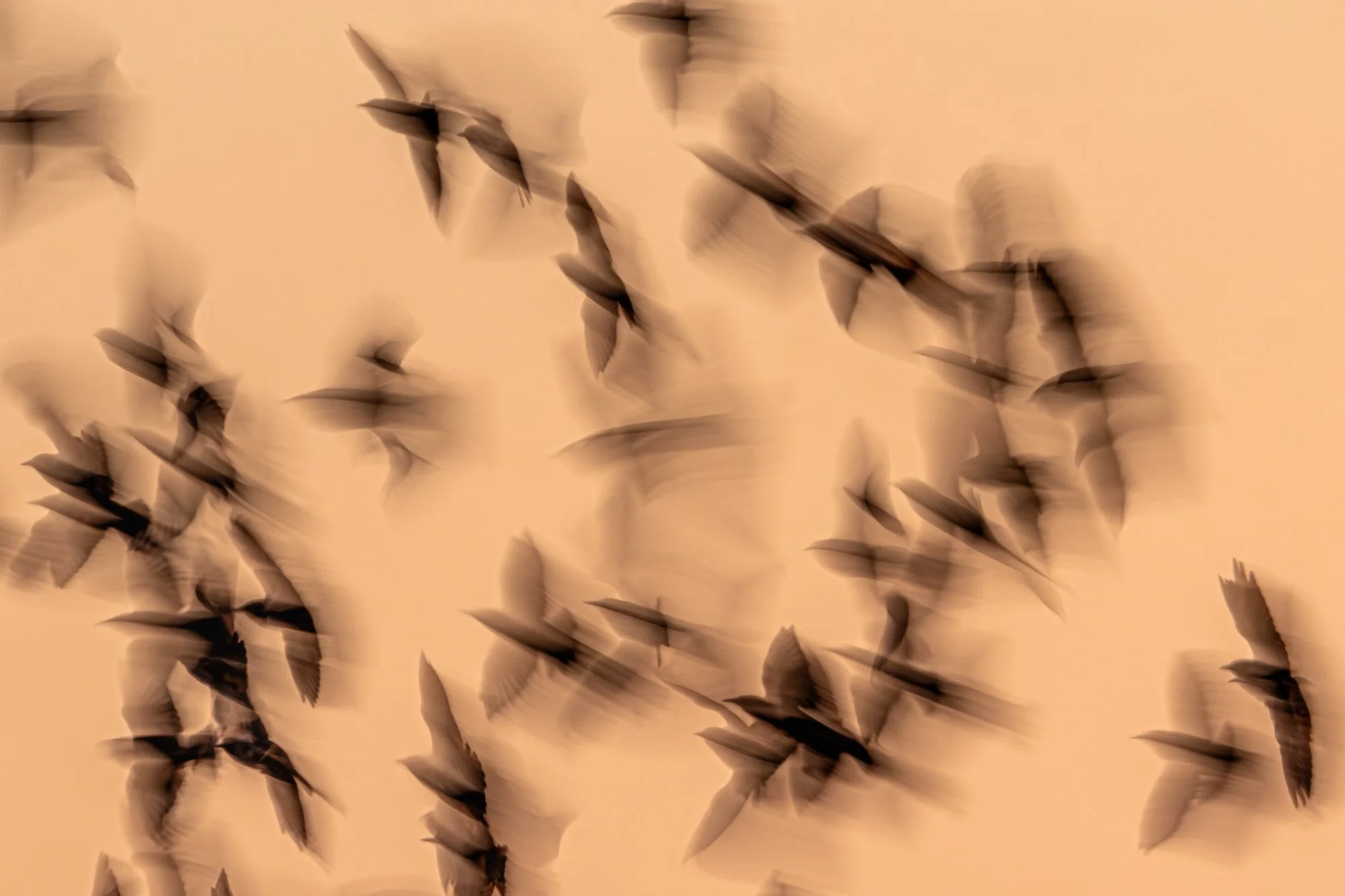Against the evening sky above the Hooge Boezem behind Haastrecht, the starlings appeared as silhouettes against the warm glow of the setting sun. By using a slower shutter speed and not fully freezing the motion, an image emerged in which form and mo